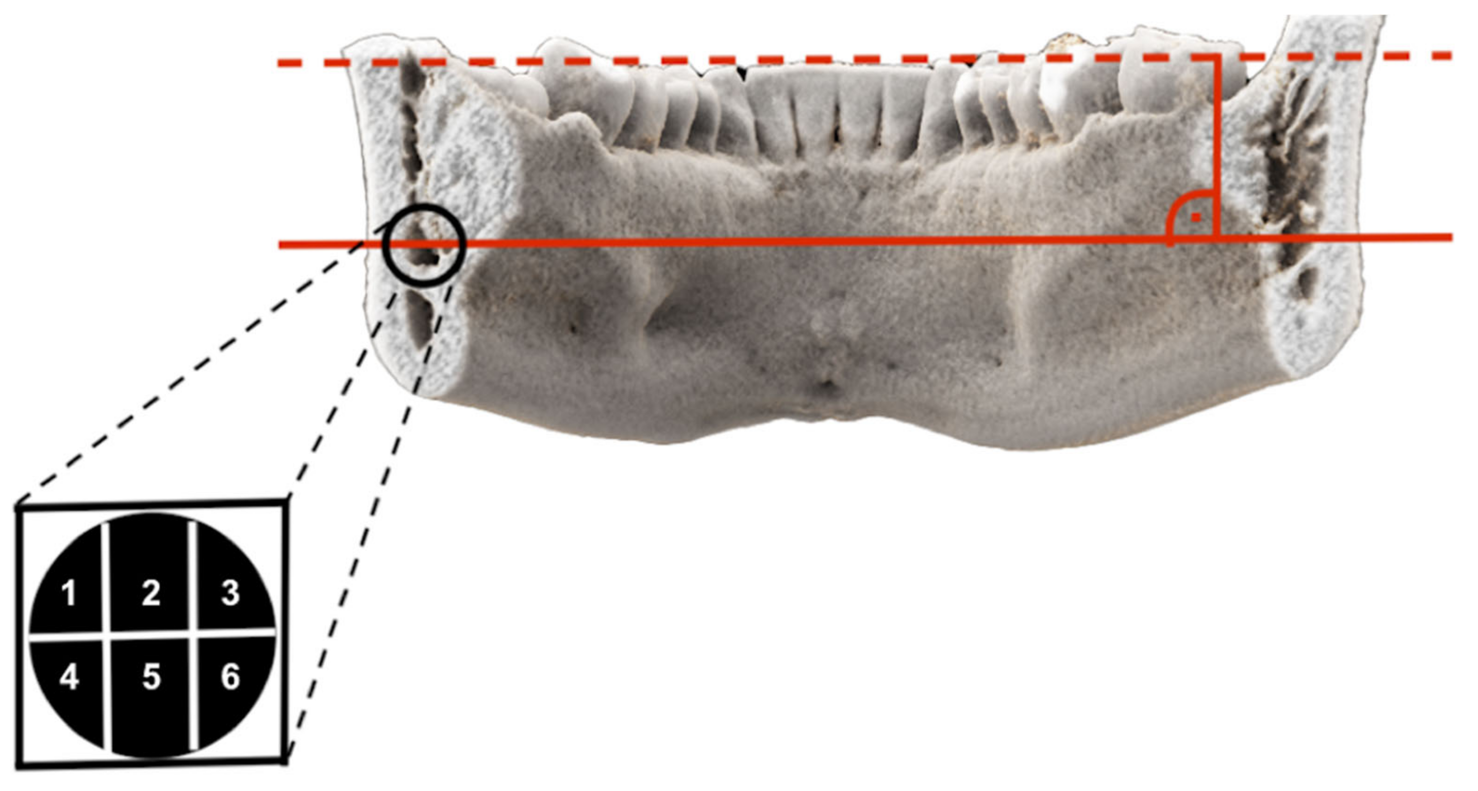 Diagnostics 11 01245 g001