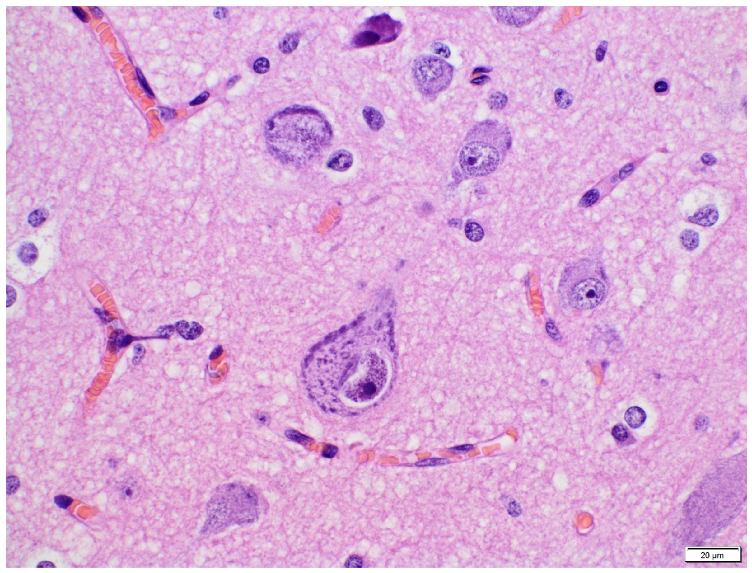 Diagnostics 11 01269 g003 Diagnostics 11 01269 g003