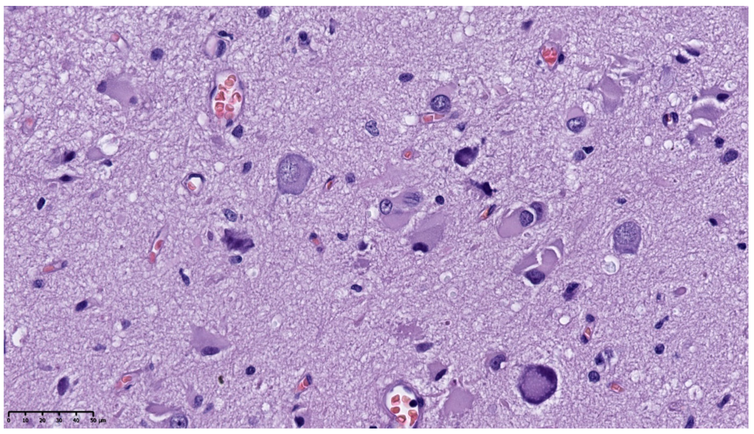 Diagnostics 11 01269 g004 Diagnostics 11 01269 g004