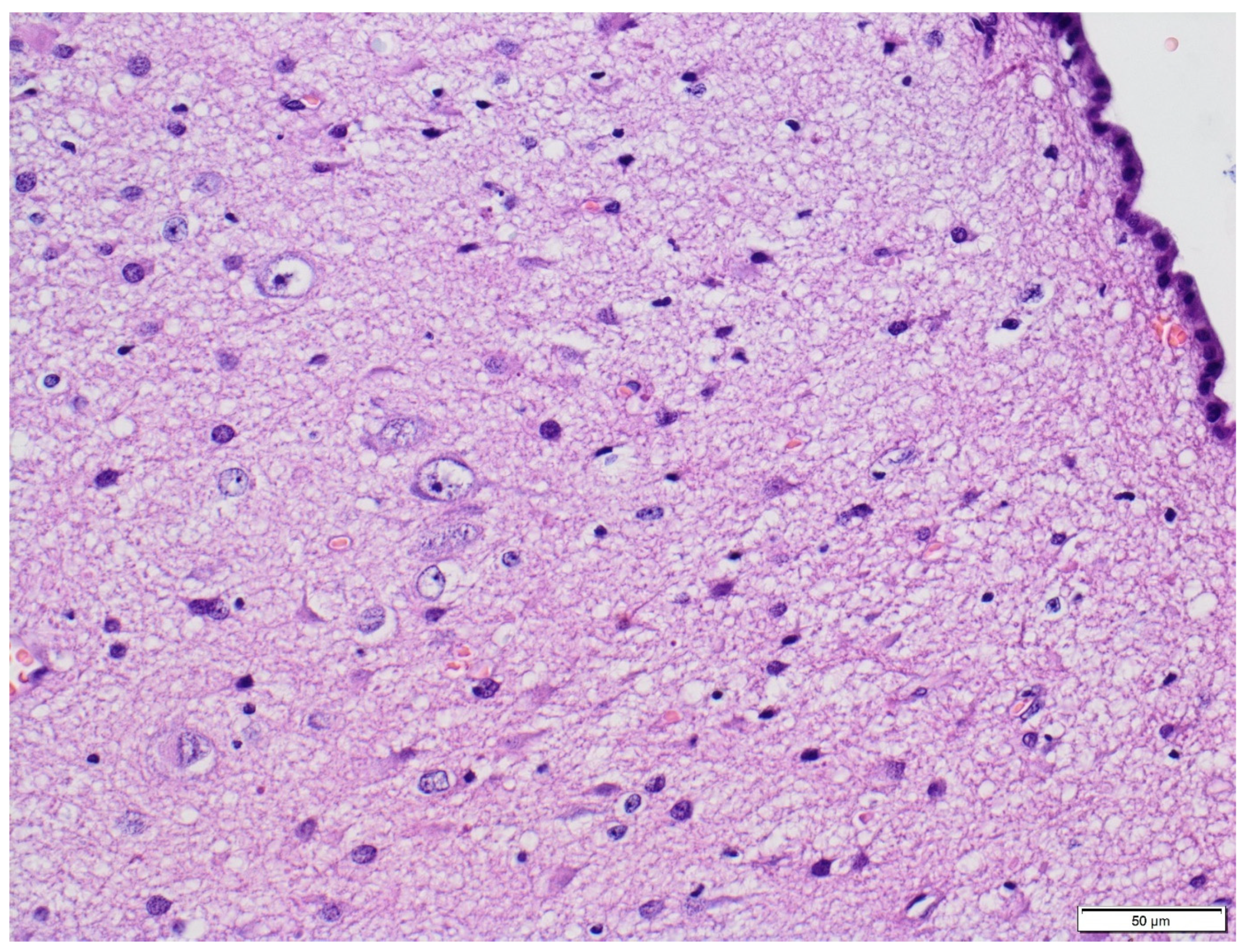 Diagnostics 11 01269 g005 Diagnostics 11 01269 g005