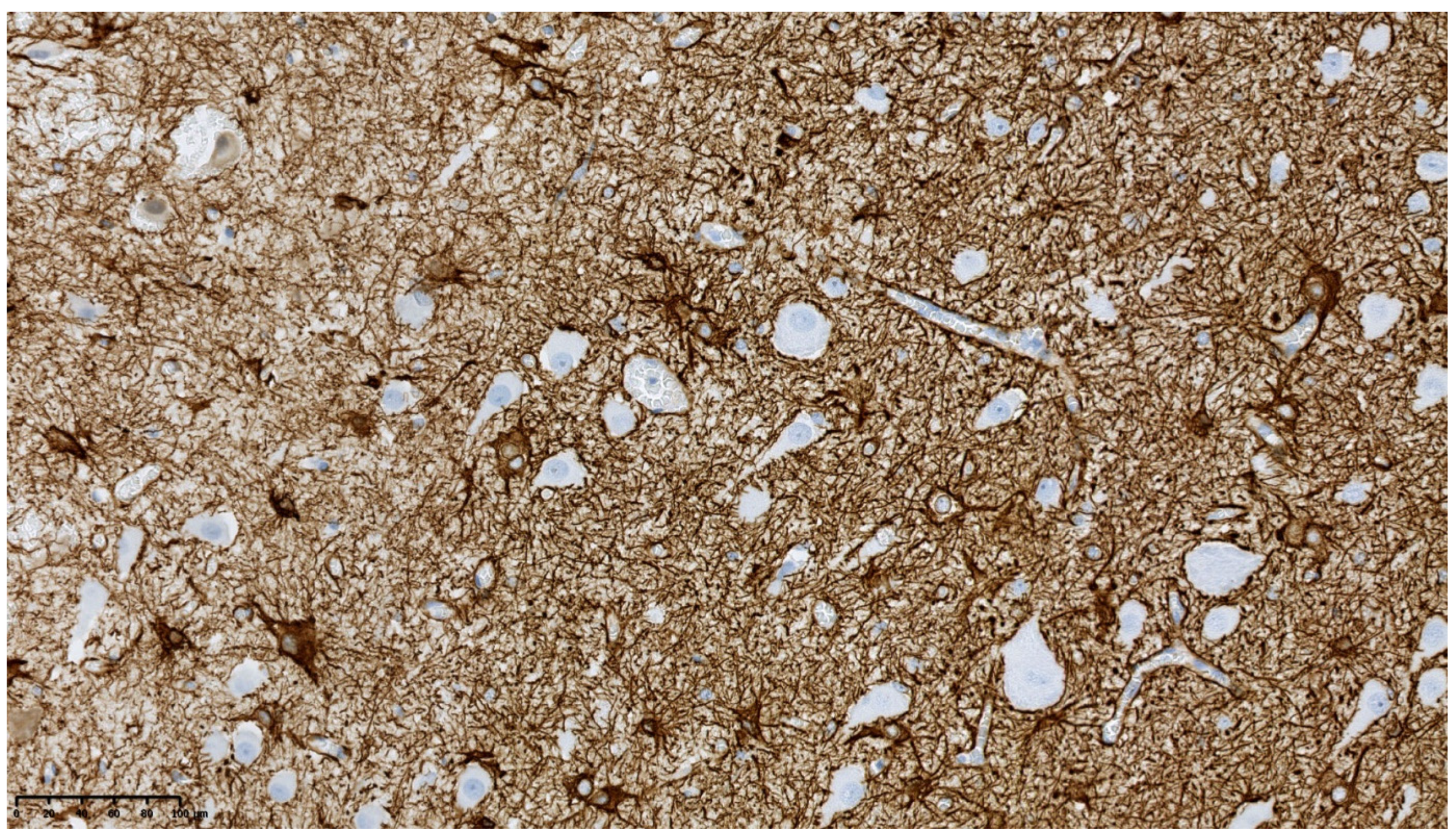 Diagnostics 11 01269 g006 Diagnostics 11 01269 g006