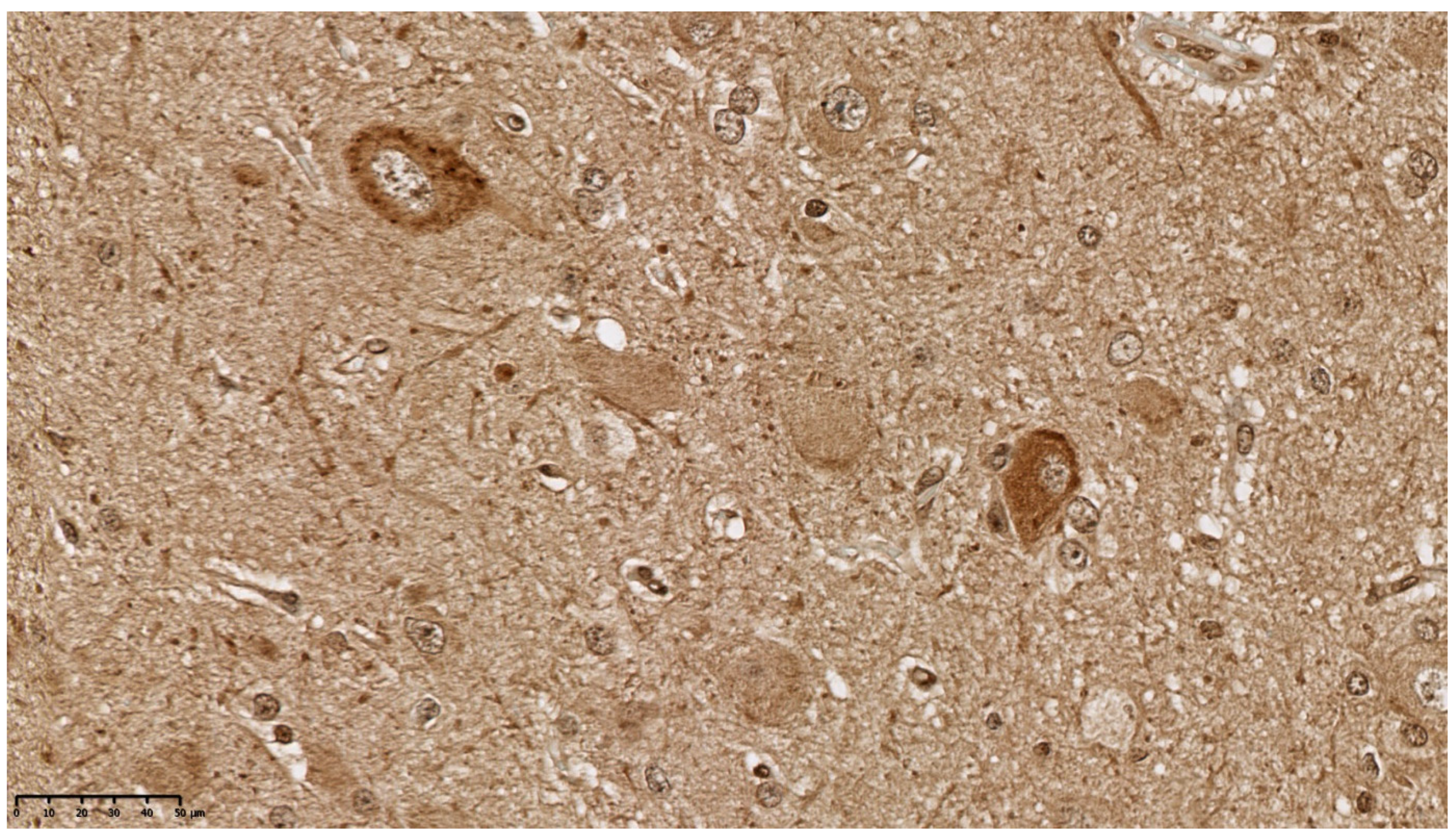 Diagnostics 11 01269 g007 Diagnostics 11 01269 g007