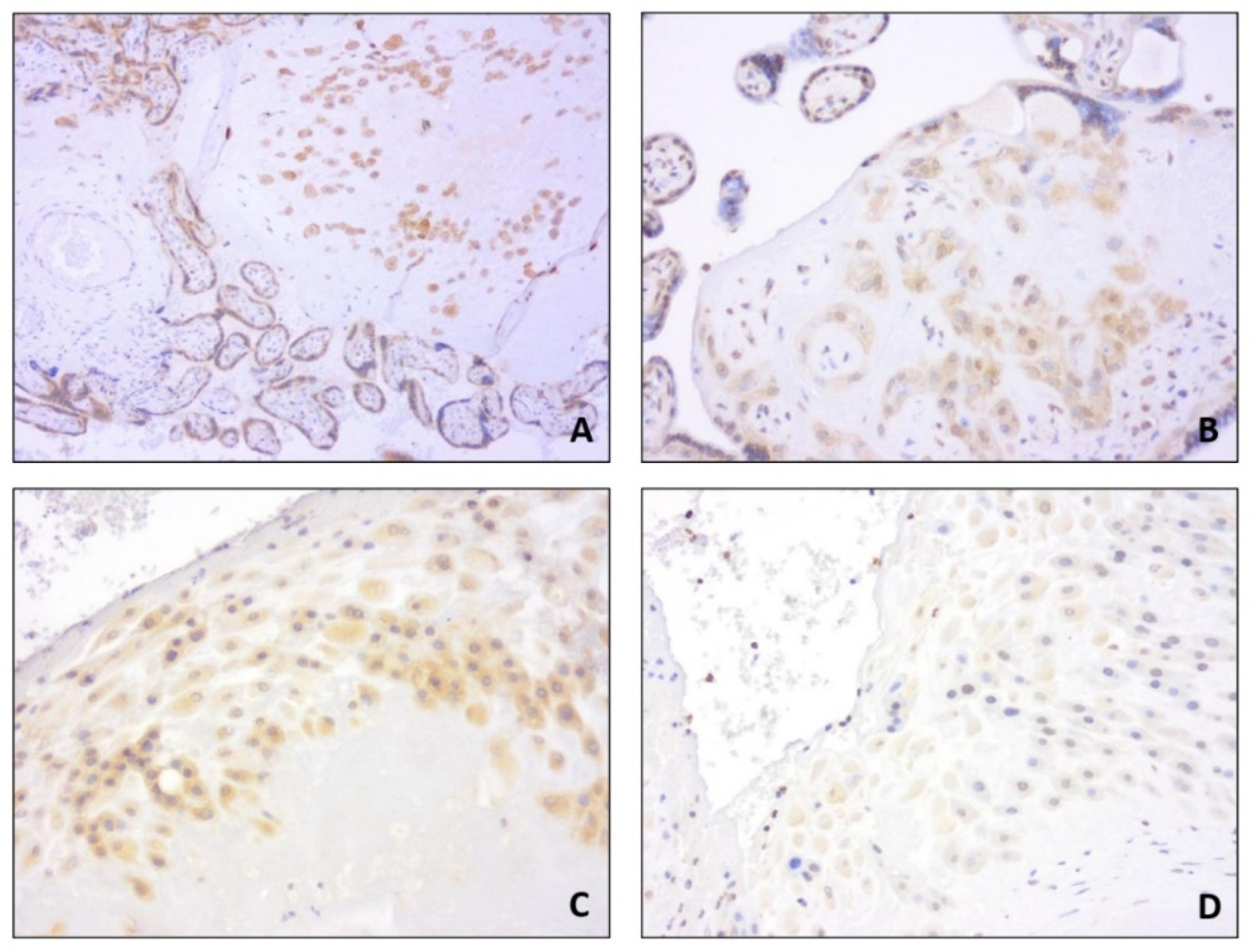 Diagnostics 11 01356 g001 Diagnostics 11 01356 g001