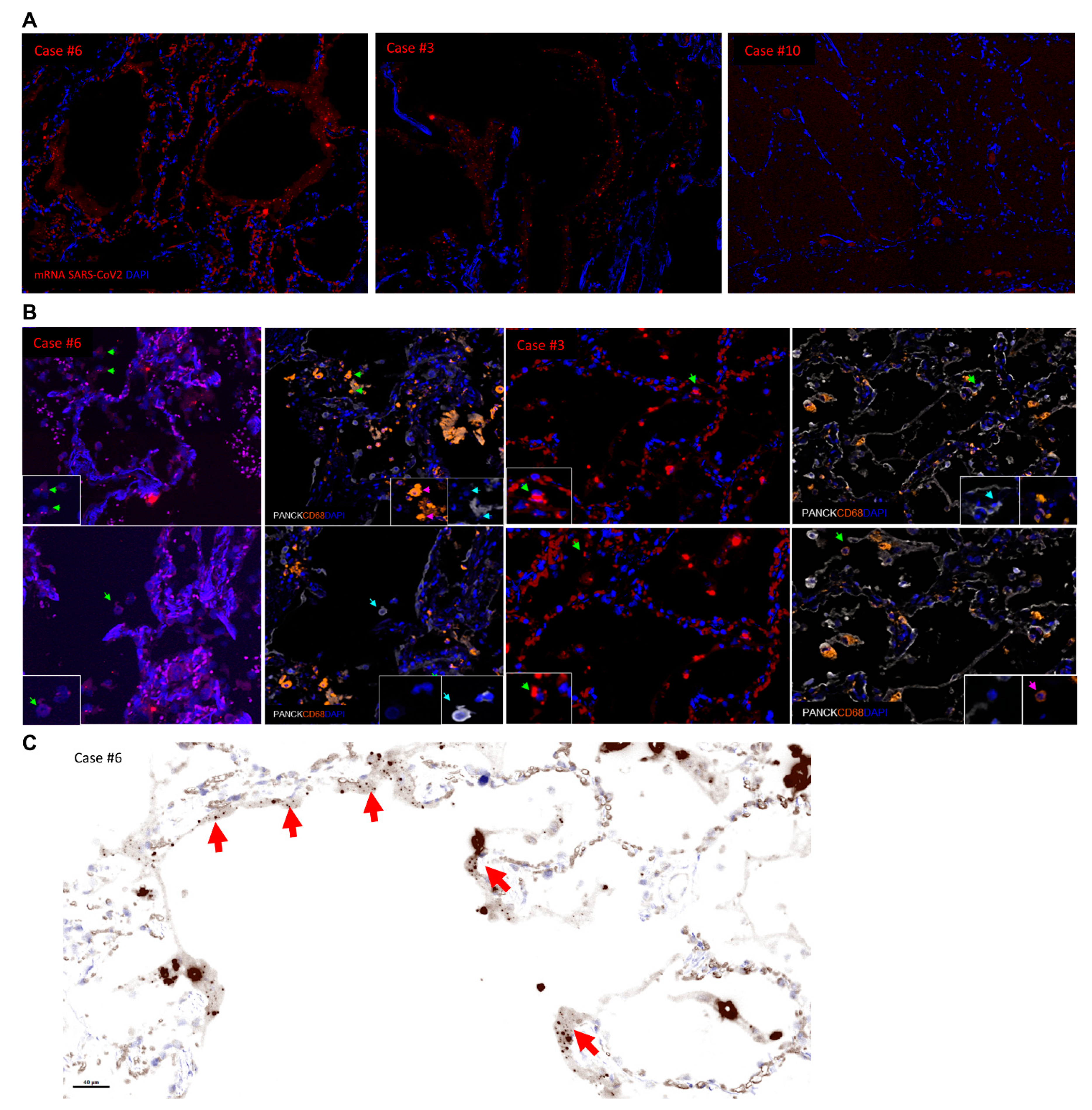 Diagnostics 11 01357 g003 Diagnostics 11 01357 g003