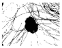 Diagnostics 11 01366 i023