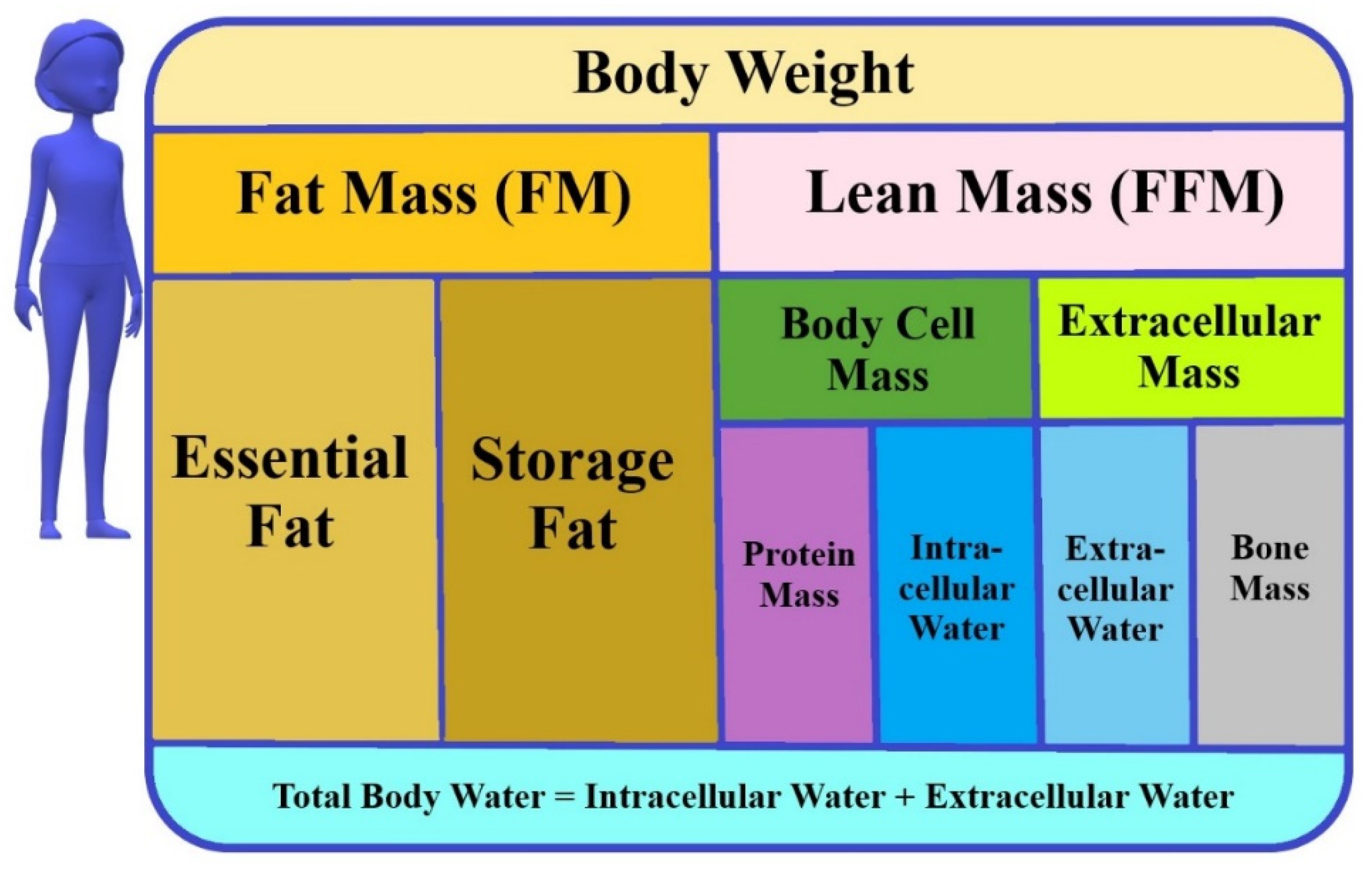 Body composition assessment using bioelectrical impedance analysis