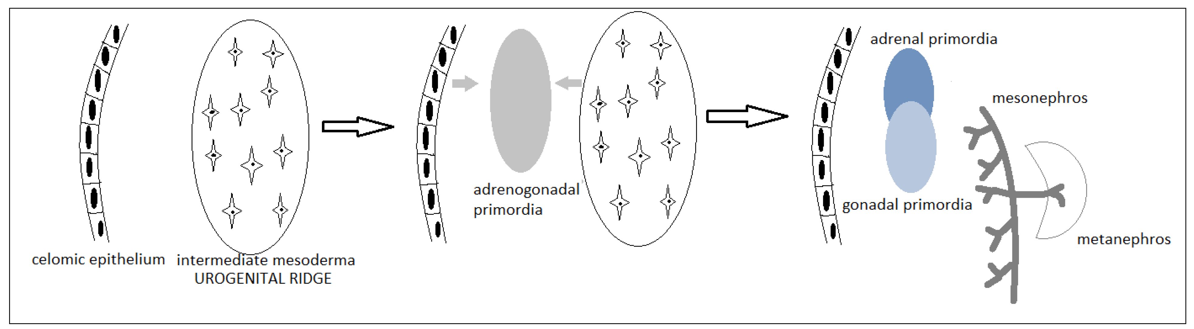 Diagnostics 11 01379 g002 Diagnostics 11 01379 g002
