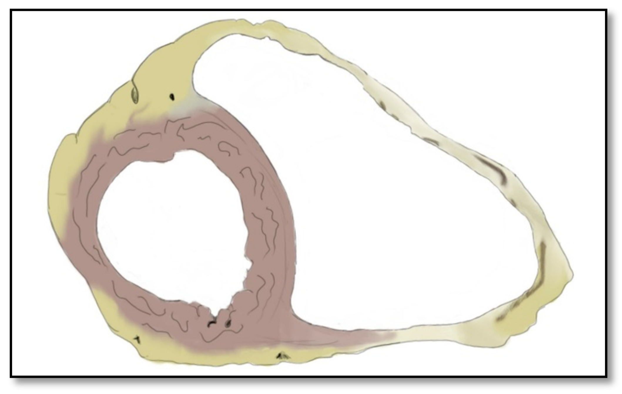 Diagnostics 11 01388 g002