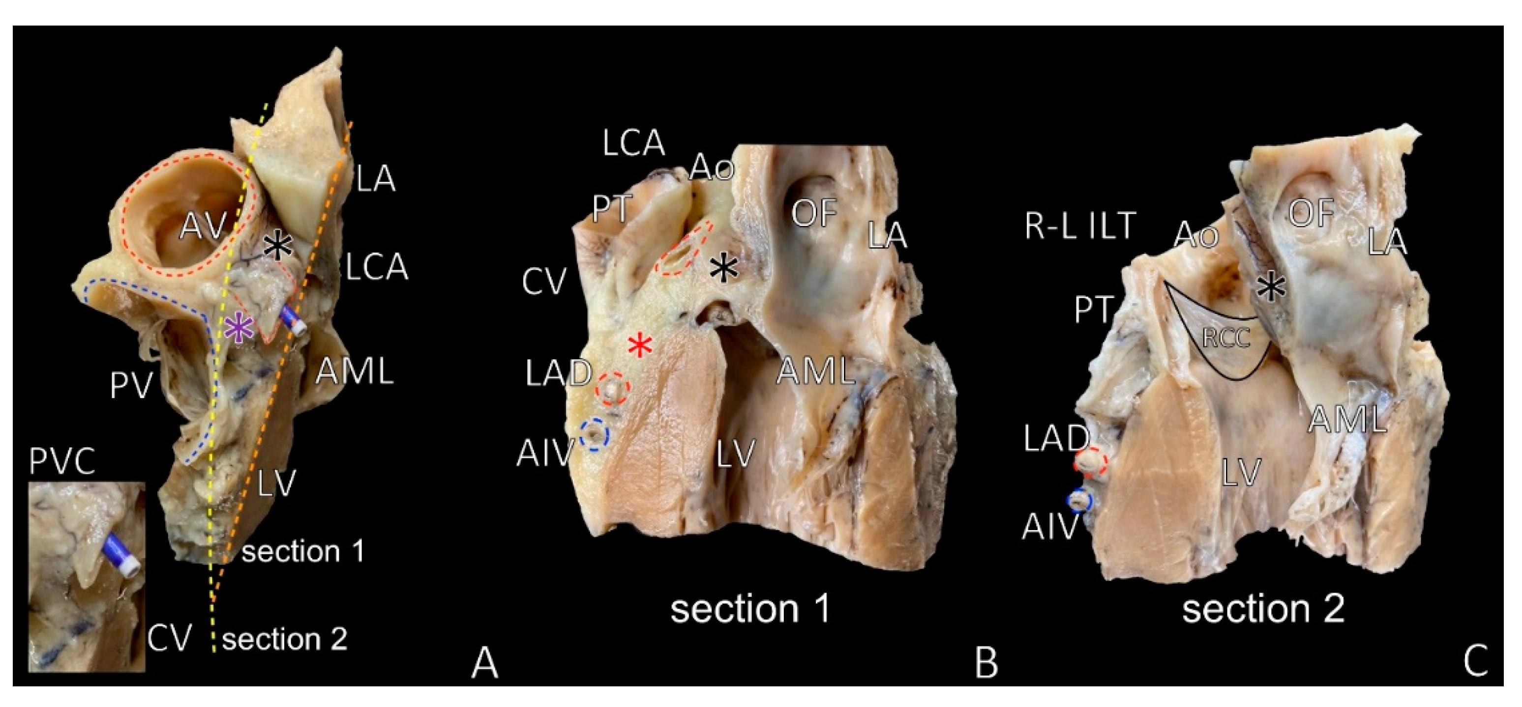Diagnostics 11 01423 g004 Diagnostics 11 01423 g004