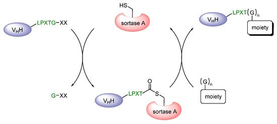 Sortase Labeling Radiolabeling Strategies of Nanobodies for Imaging Applications