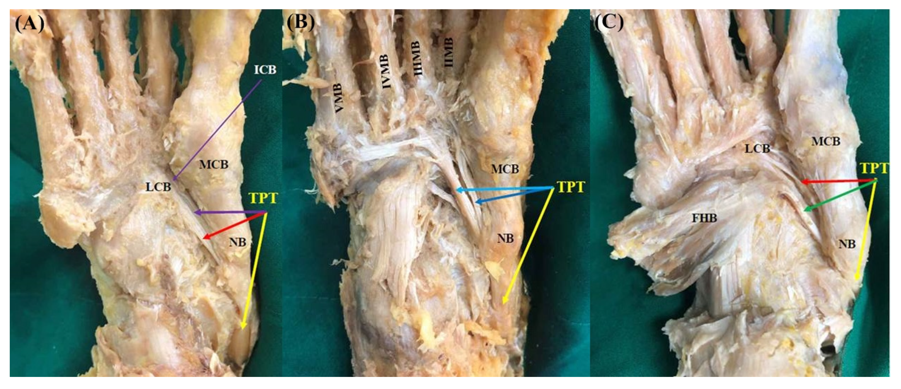 Diagnostics 11 01619 g004