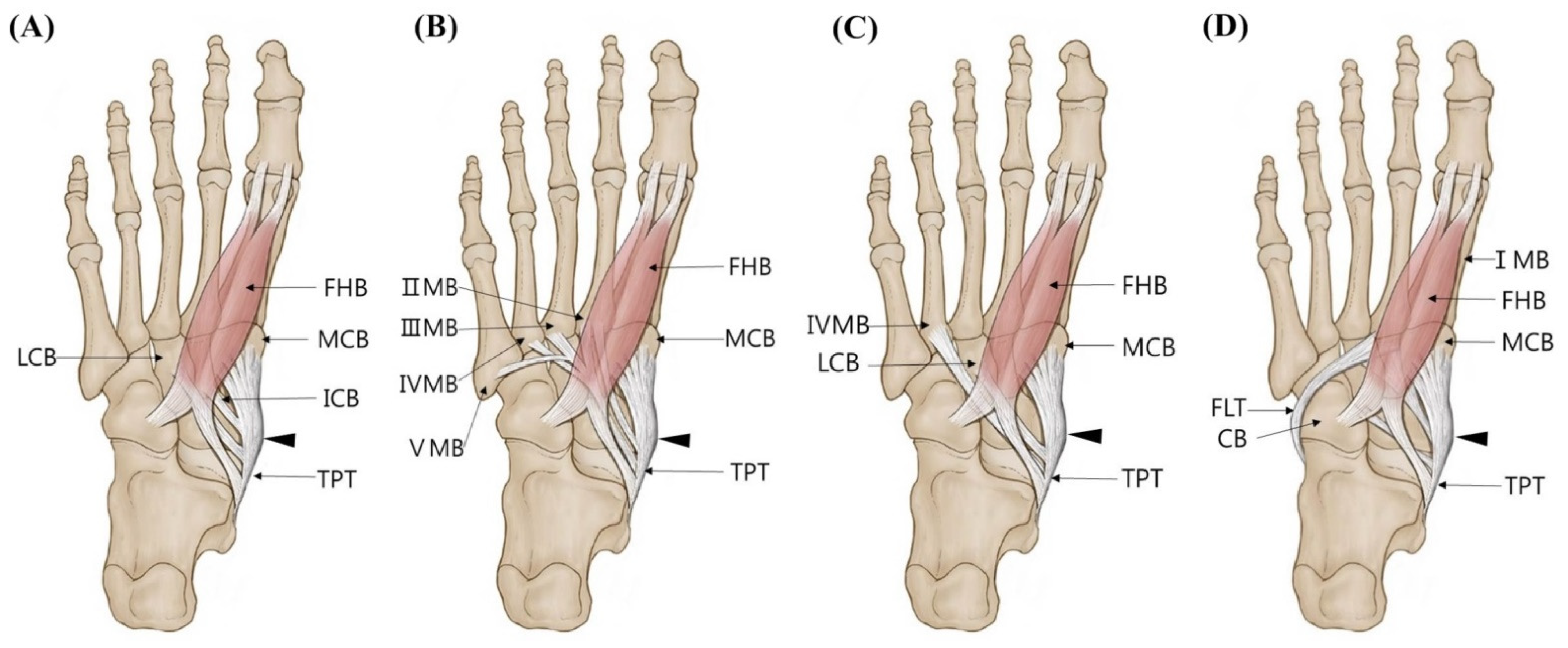 Diagnostics 11 01619 g005
