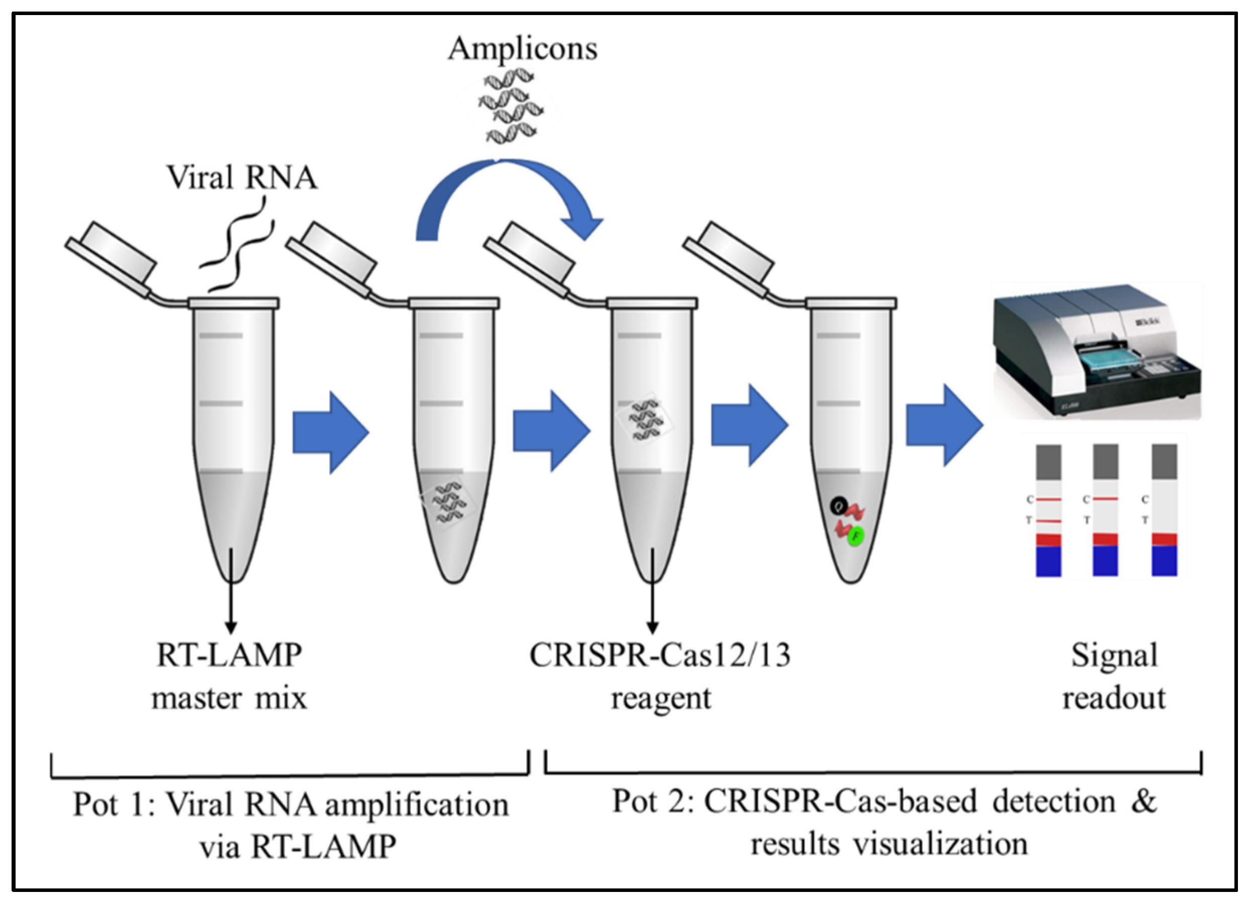 Diagnostics Free FullText RTLAMP CRISPRCas12/13Based SARSCoV2 Detection Methods