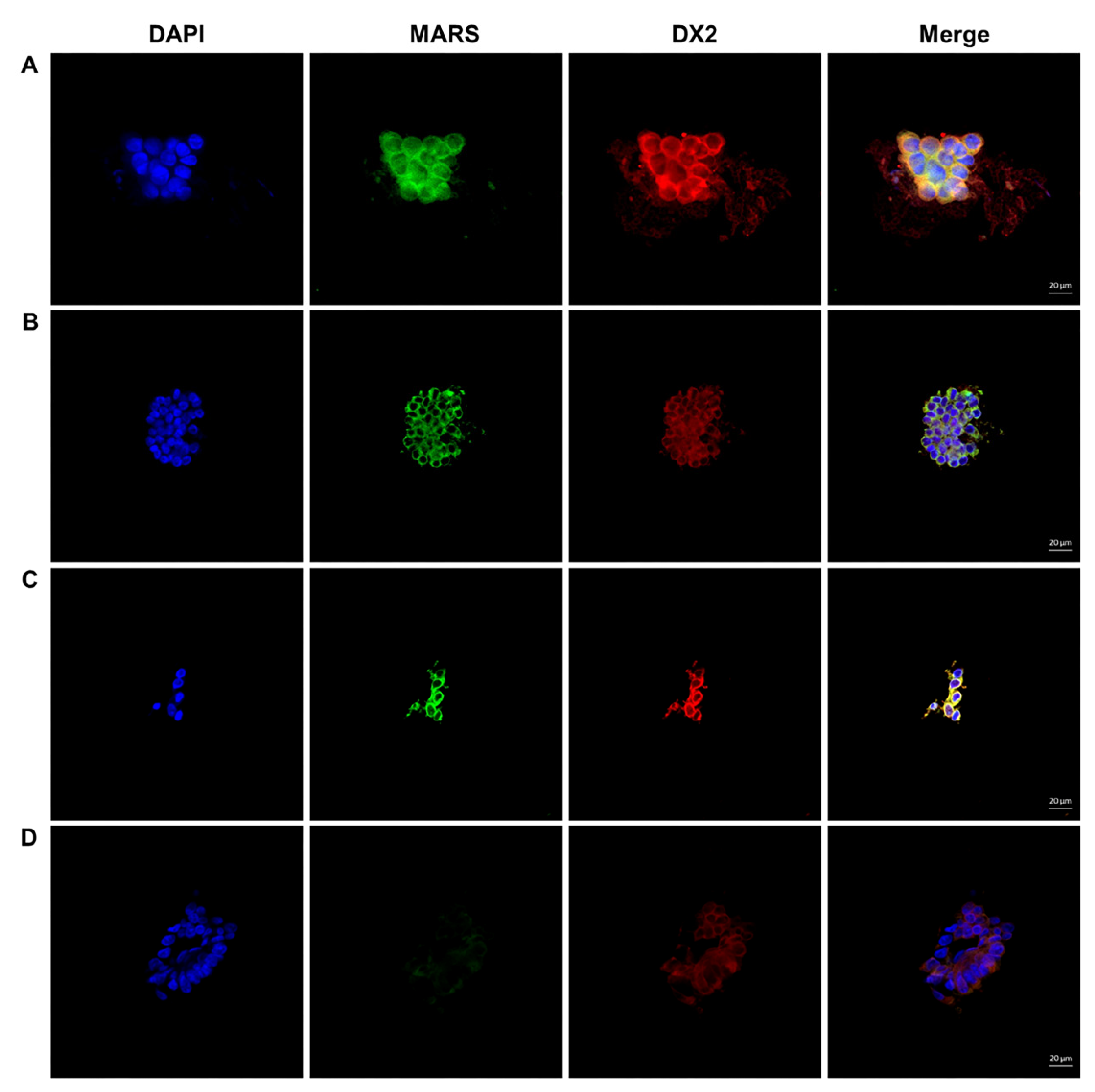 Diagnostics 11 01830 g001 550
