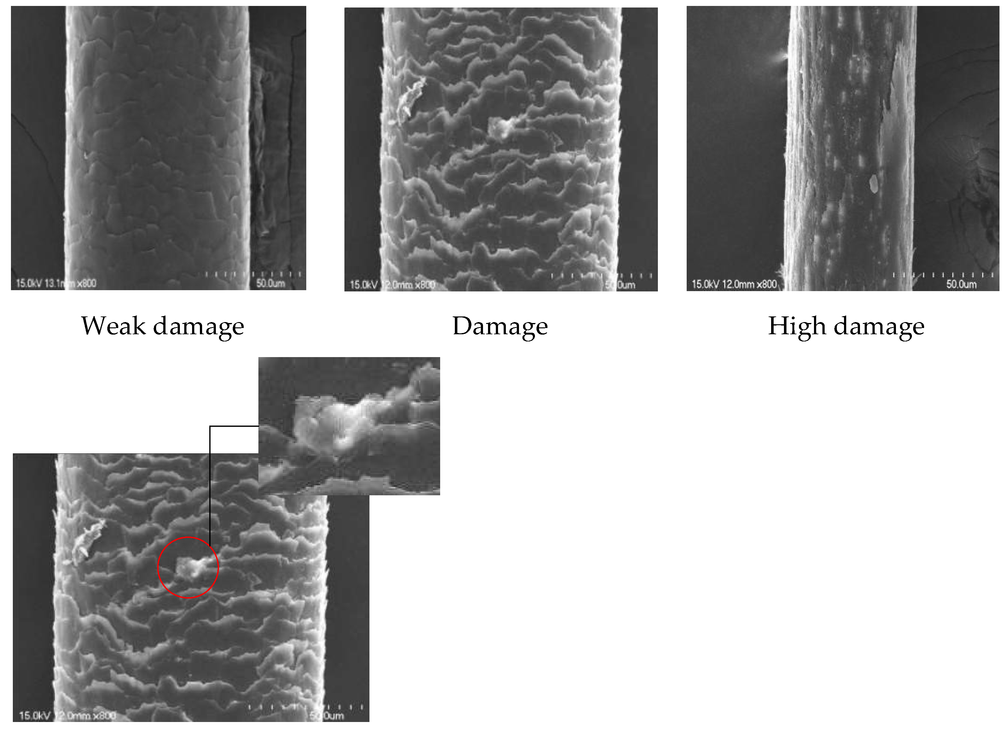 Microscopic Dissection German Microscope  Medispa India