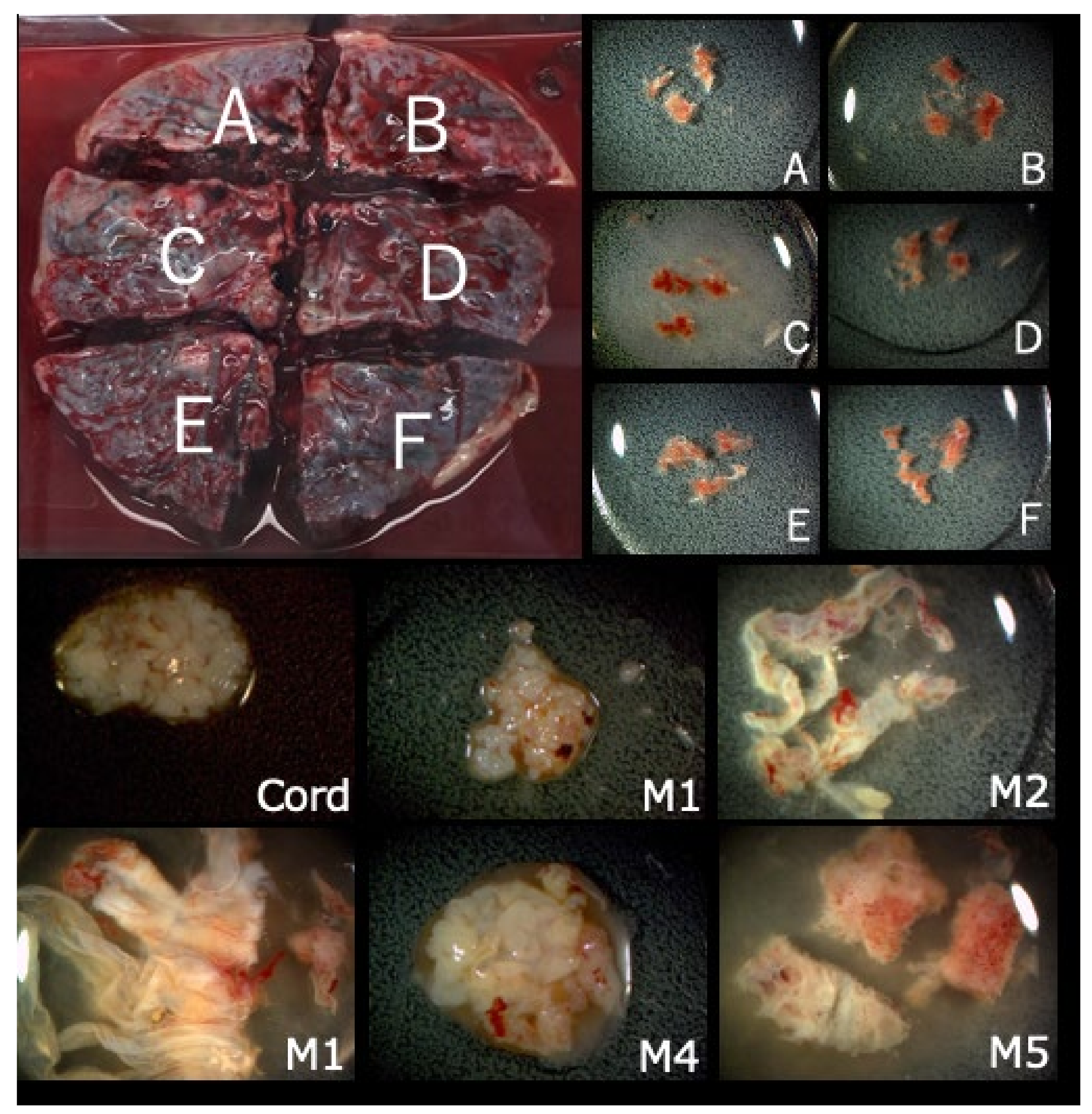 Diagnostics 11 01837 g006 Diagnostics 11 01837 g006