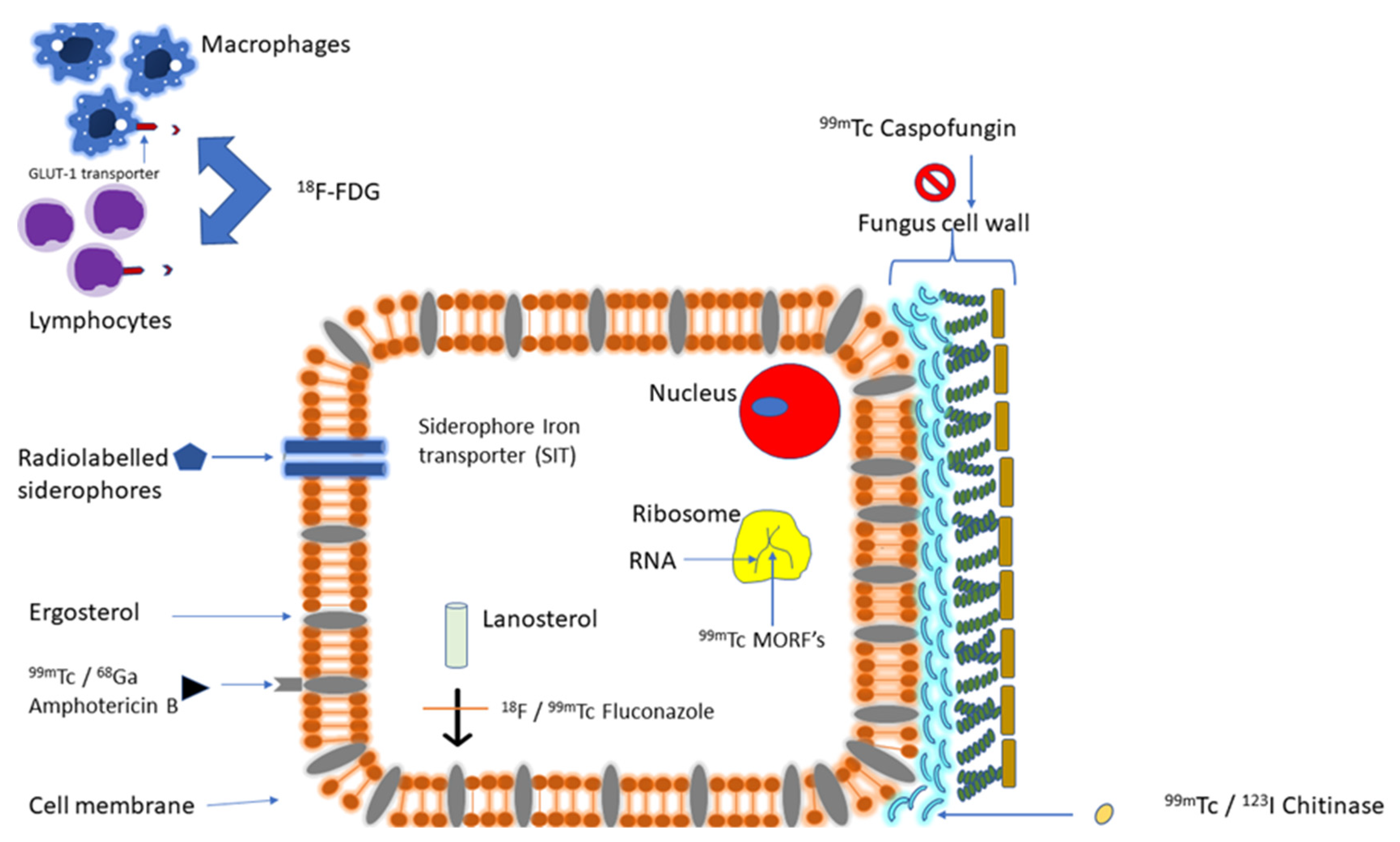 Diagnostics 11 02057 g002