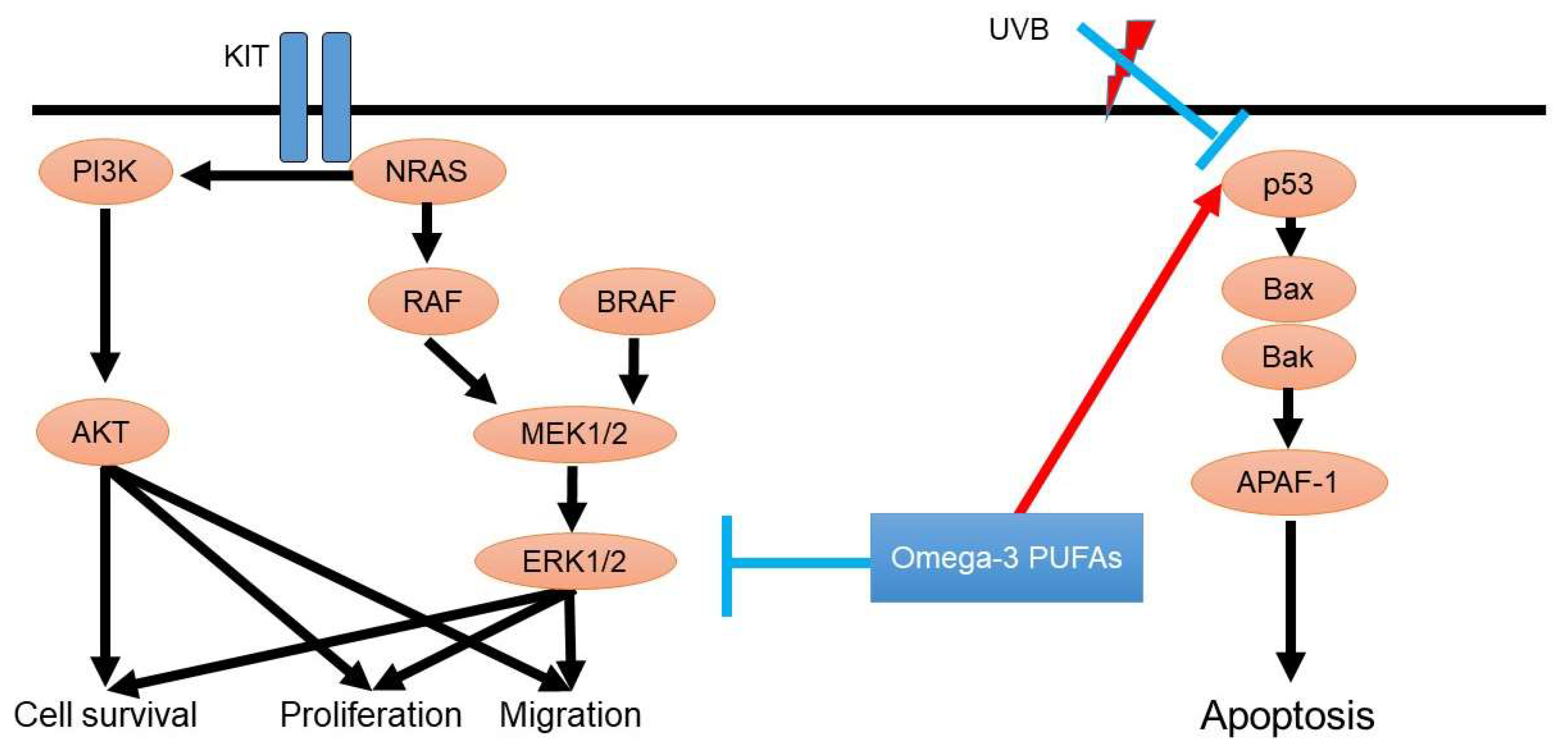 Diagnostics Free FullText The Influences of Omega3