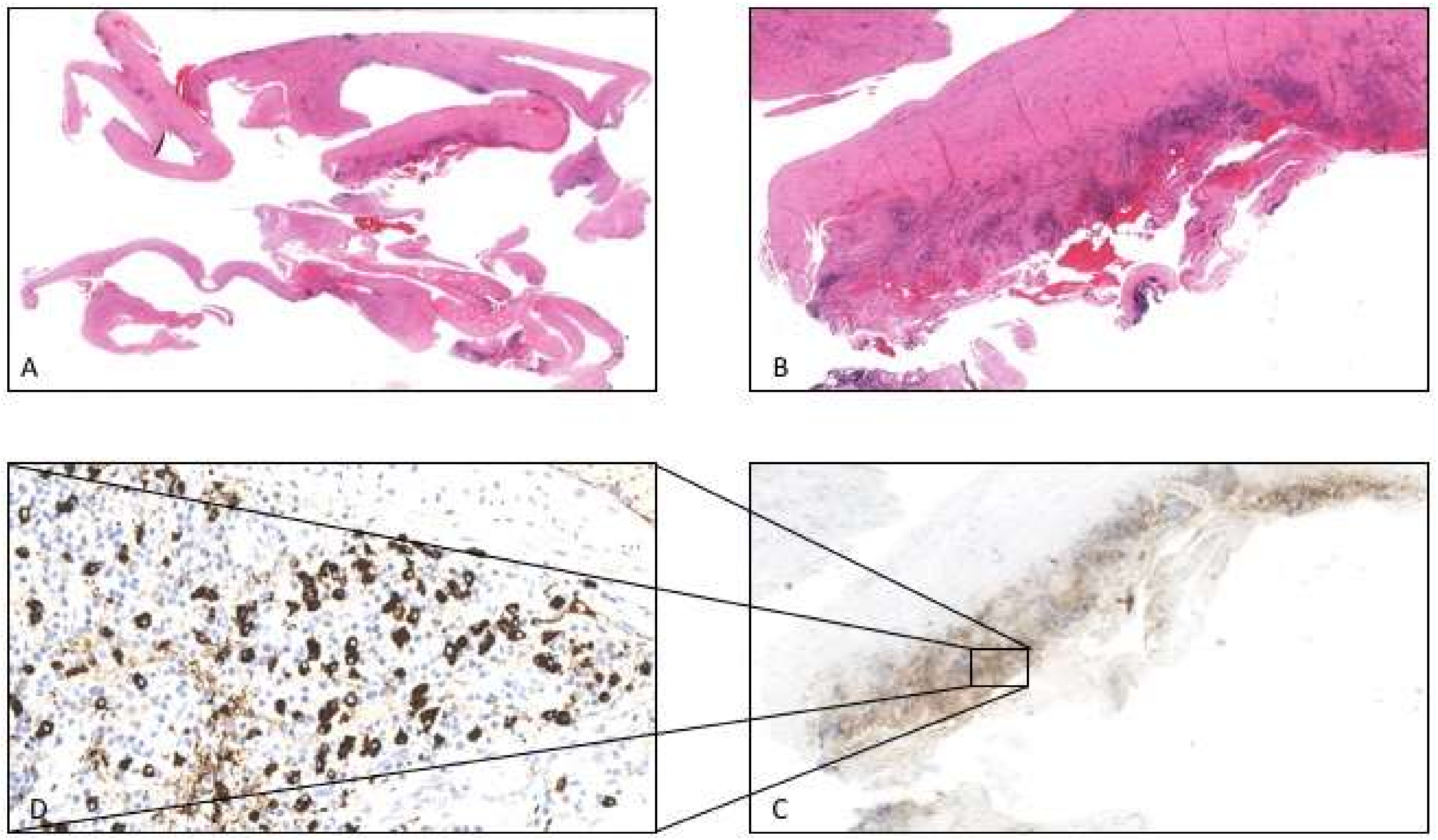 Diagnostics 11 02177 g005 550