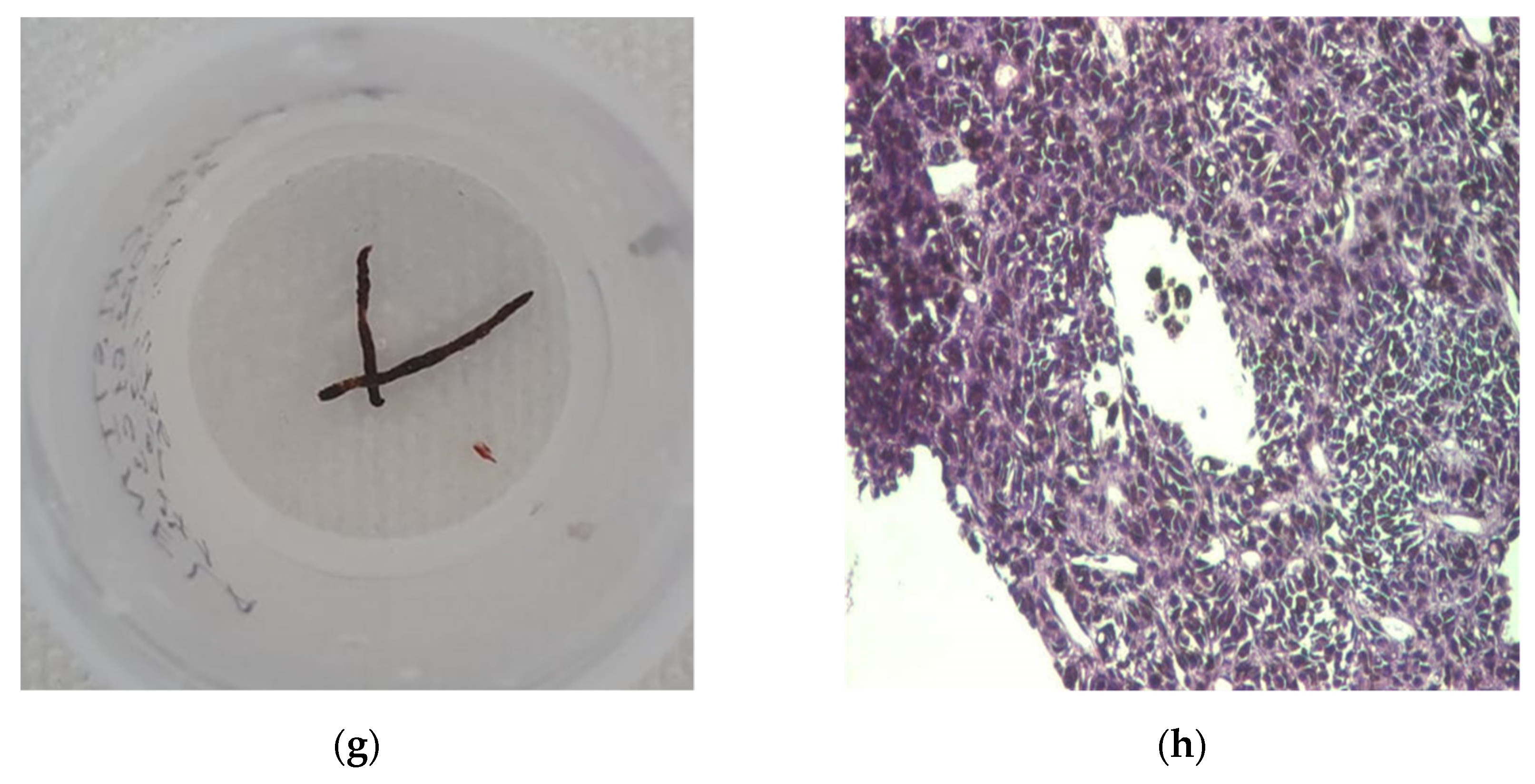 Diagnostics 11 02232 g009b