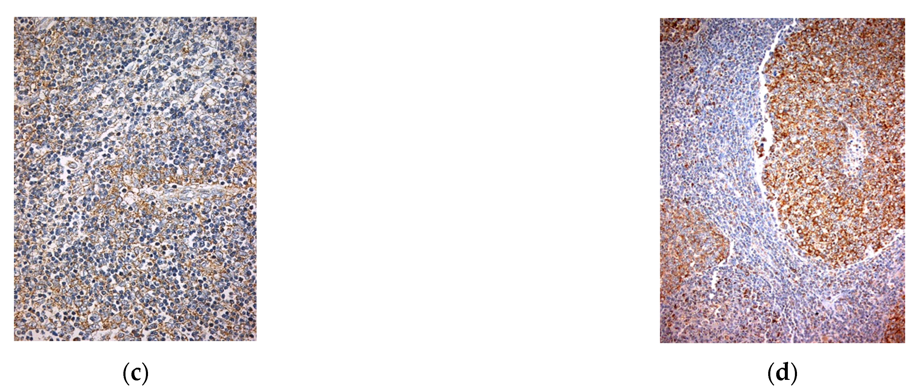 Diagnostics 11 02265 g002b Diagnostics 11 02265 g002b