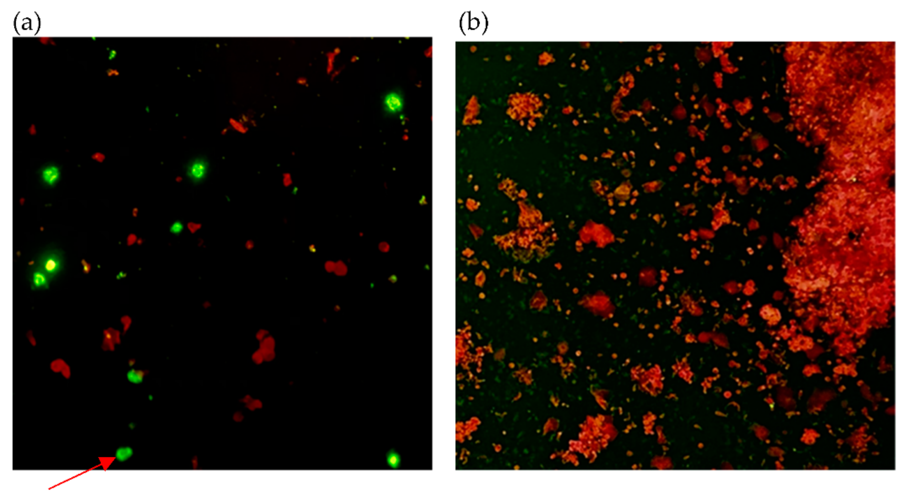 Diagnostics 11 02346 g002 Diagnostics 11 02346 g002