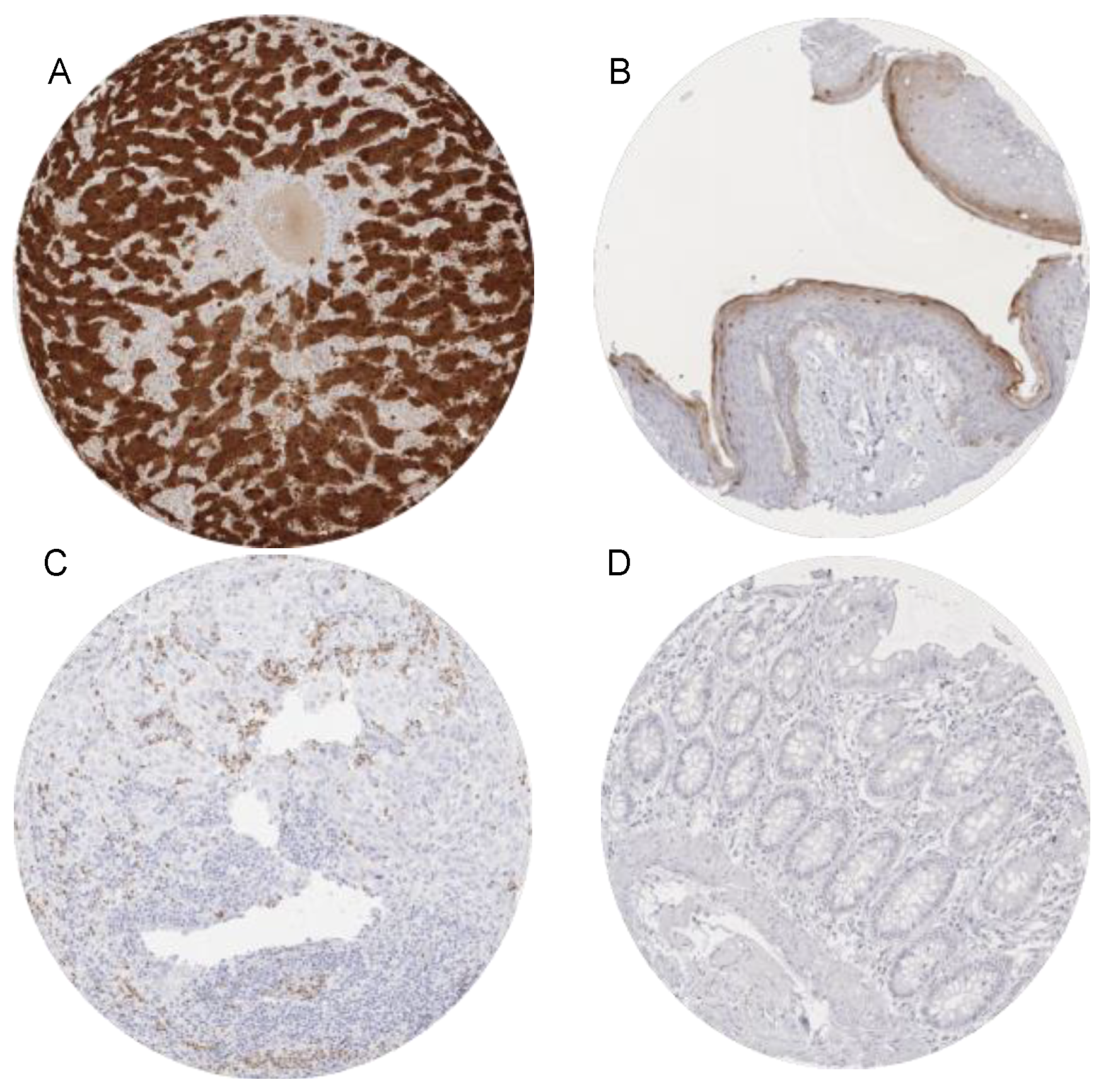 Diagnostics 11 02351 g001