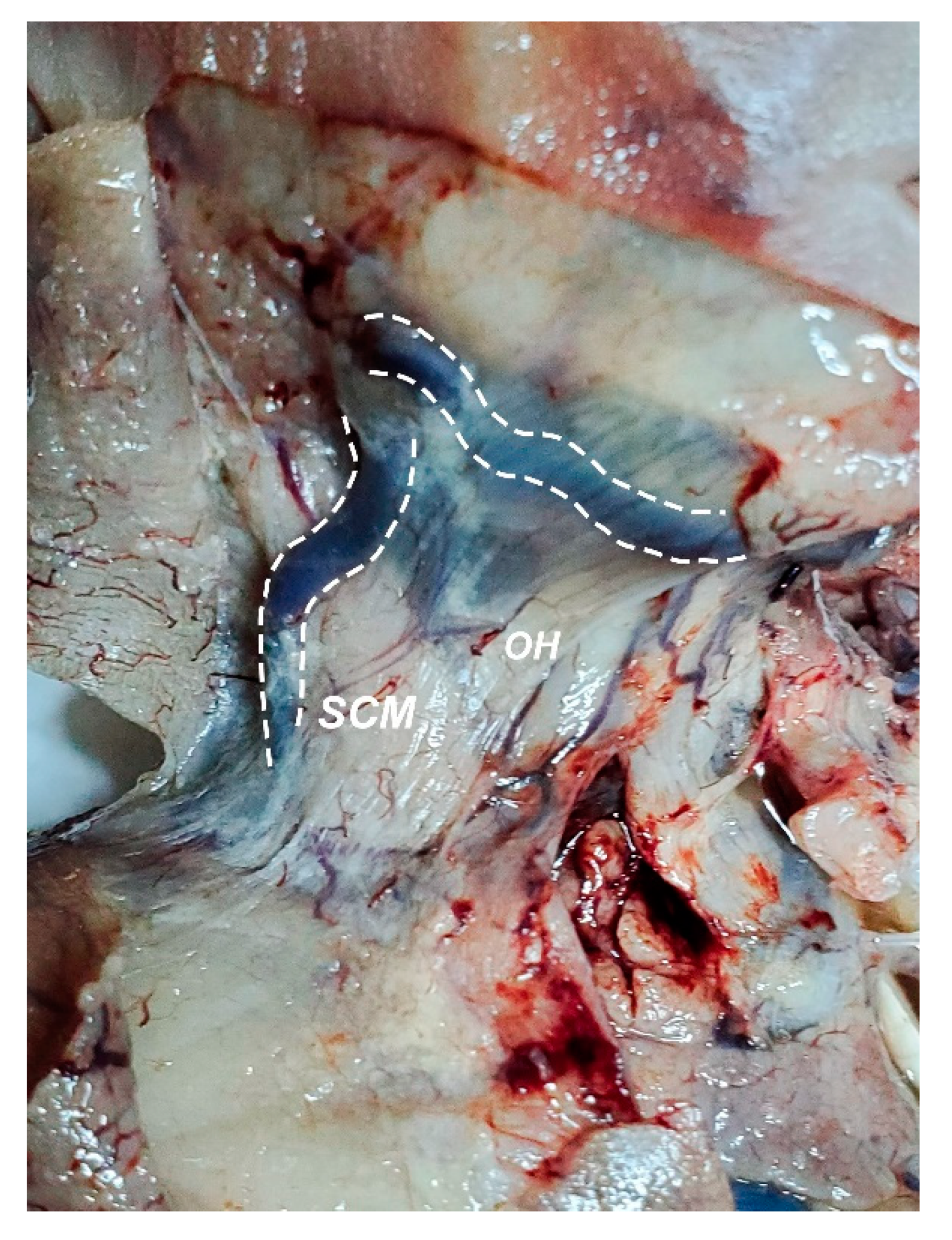 Diagnostics 11 02398 g007