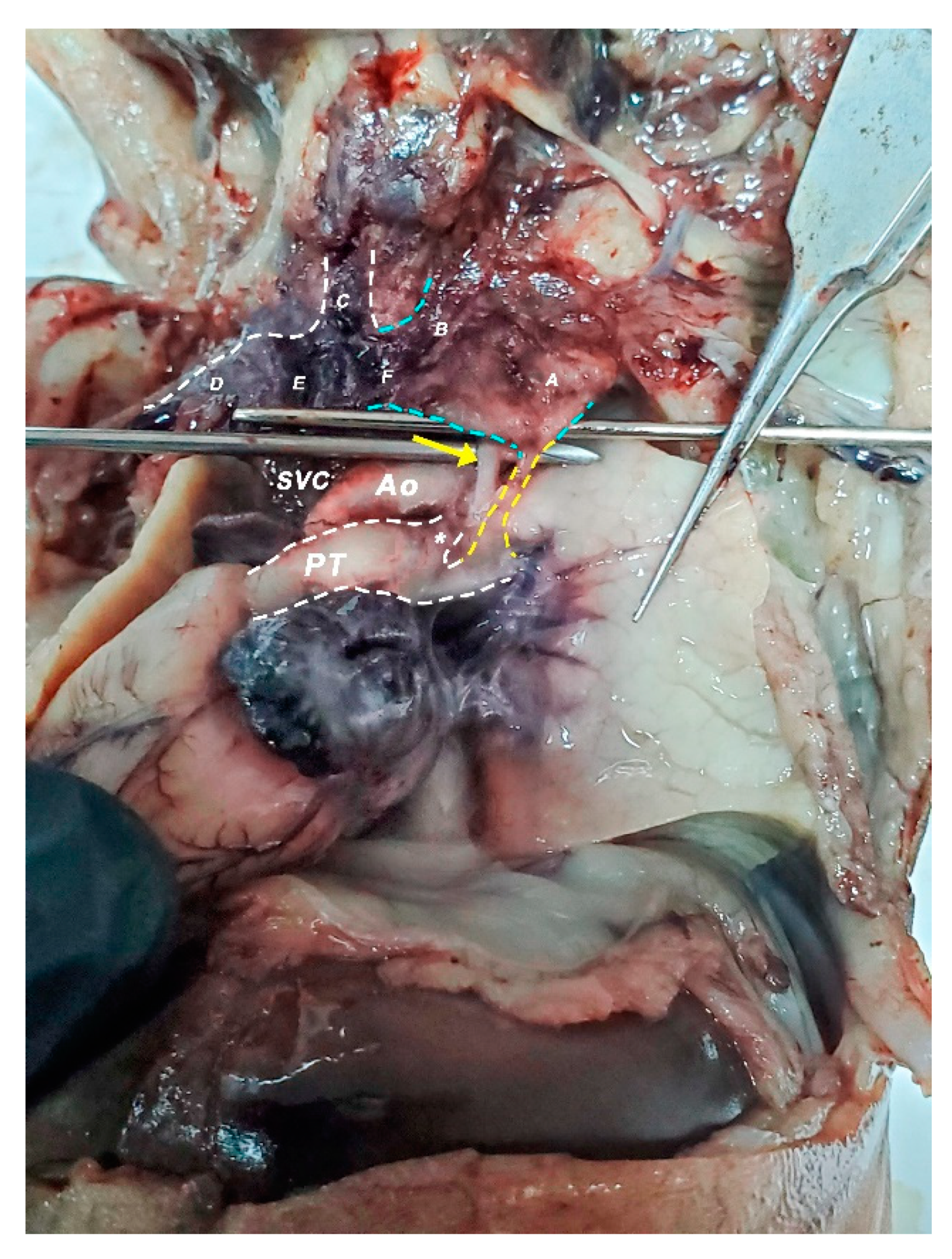 Diagnostics 11 02398 g009