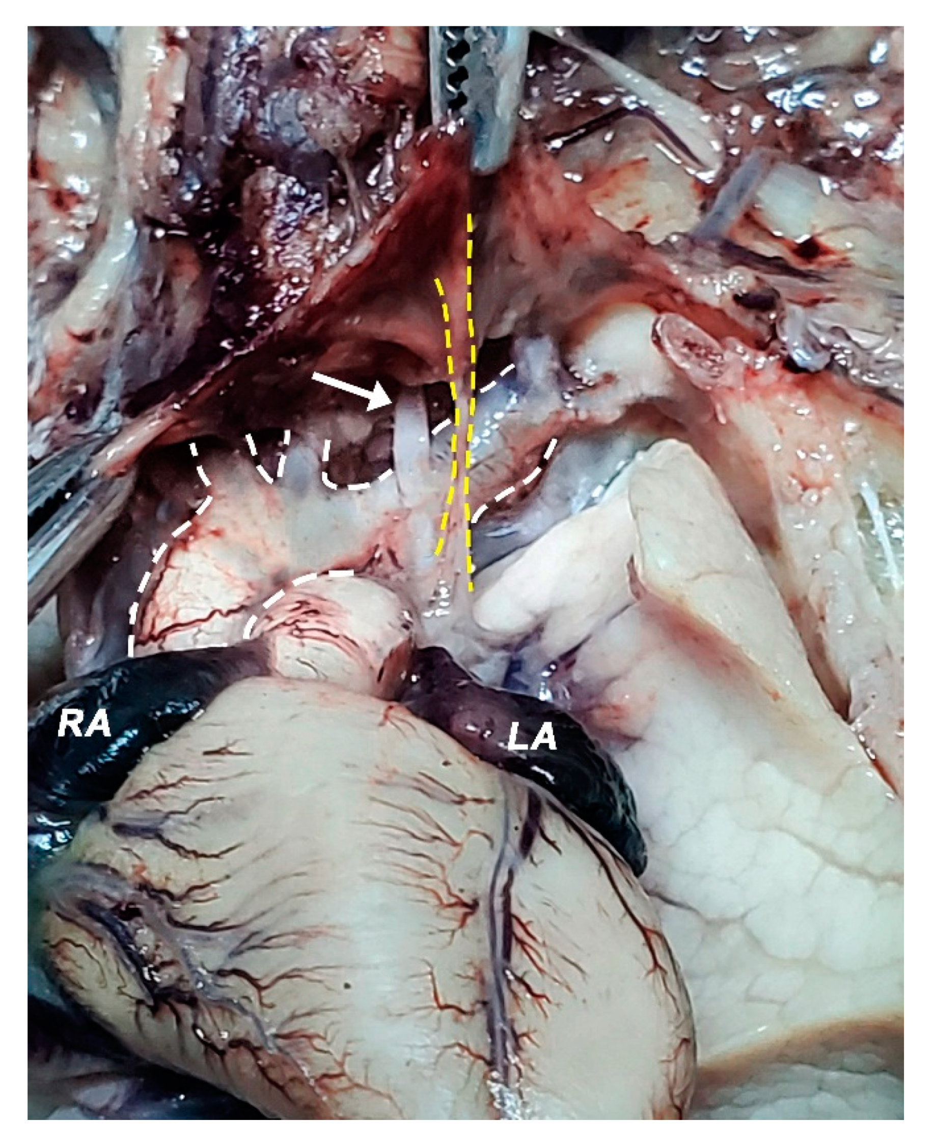 Diagnostics 11 02398 g010