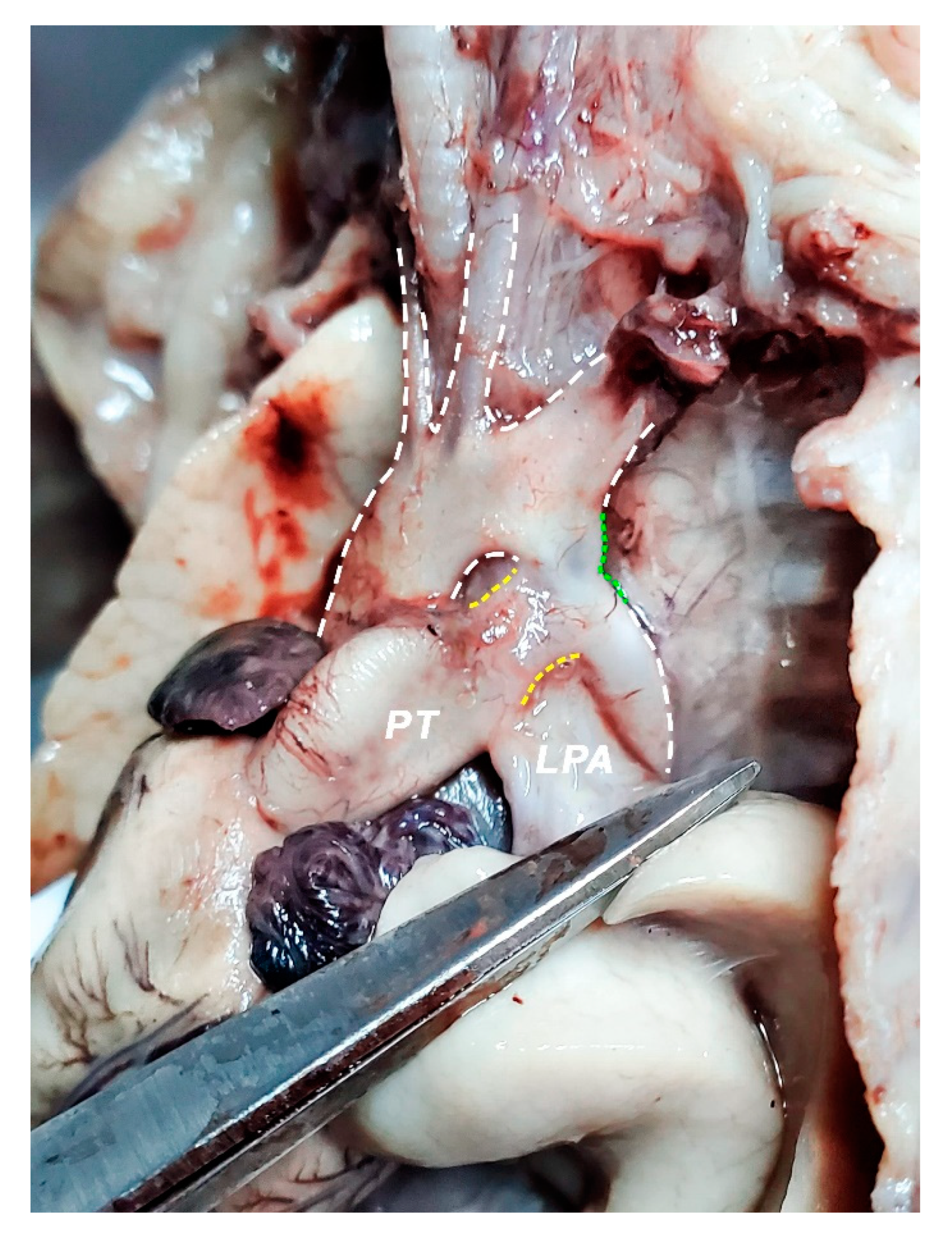 Diagnostics 11 02398 g011