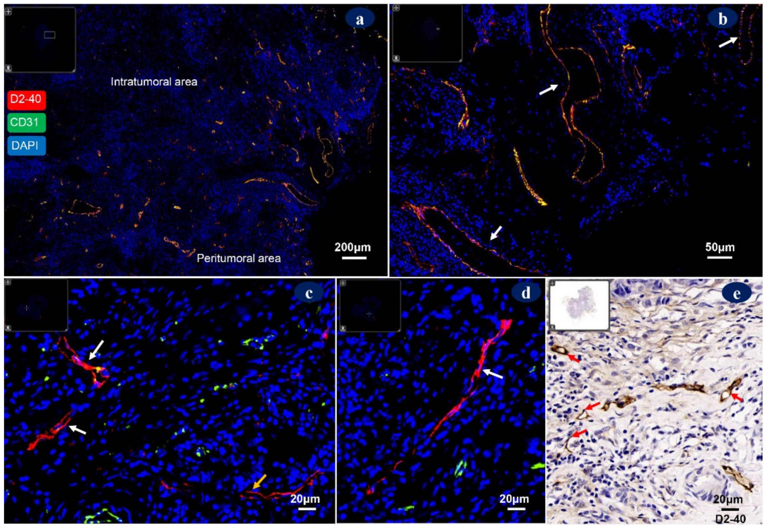 Diagnostics 12 00004 g004
