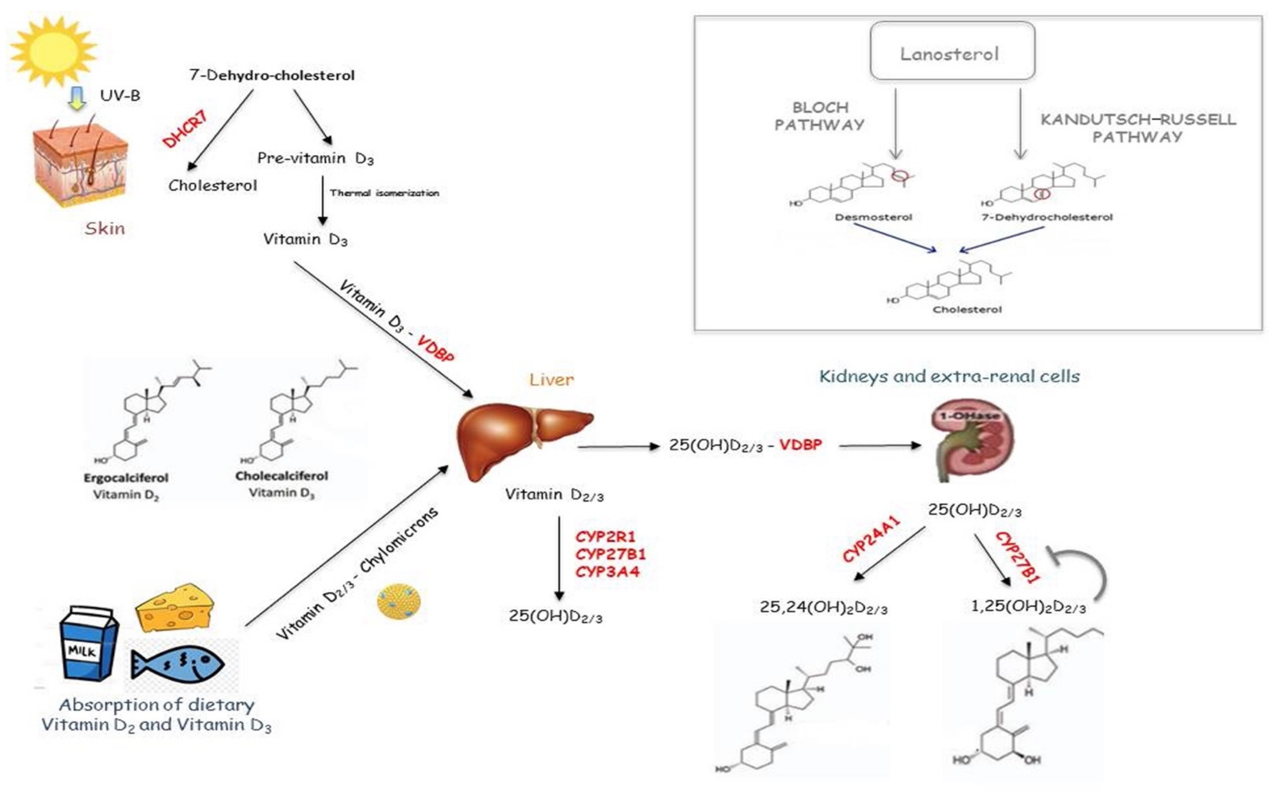 Diagnostics 12 00130 g001 Diagnostics 12 00130 g001