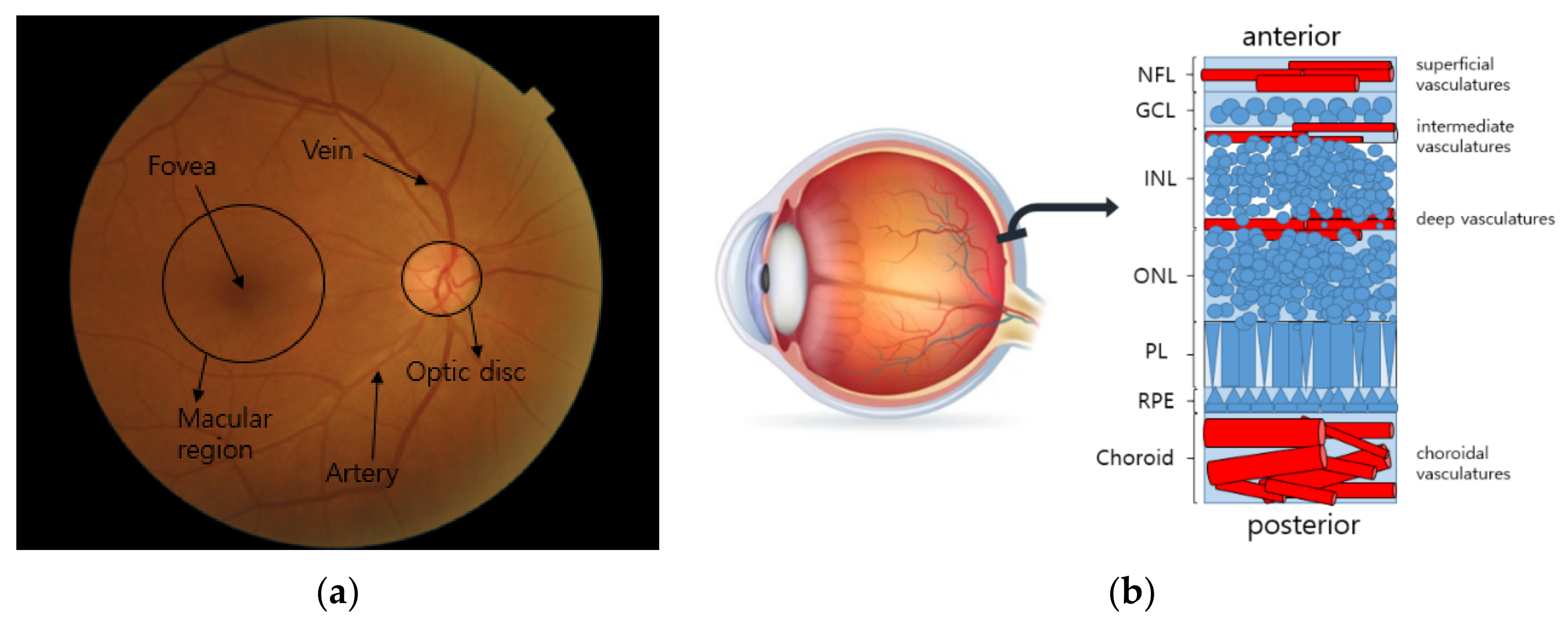 Eye Anatomy, Retina Specialists Orlando