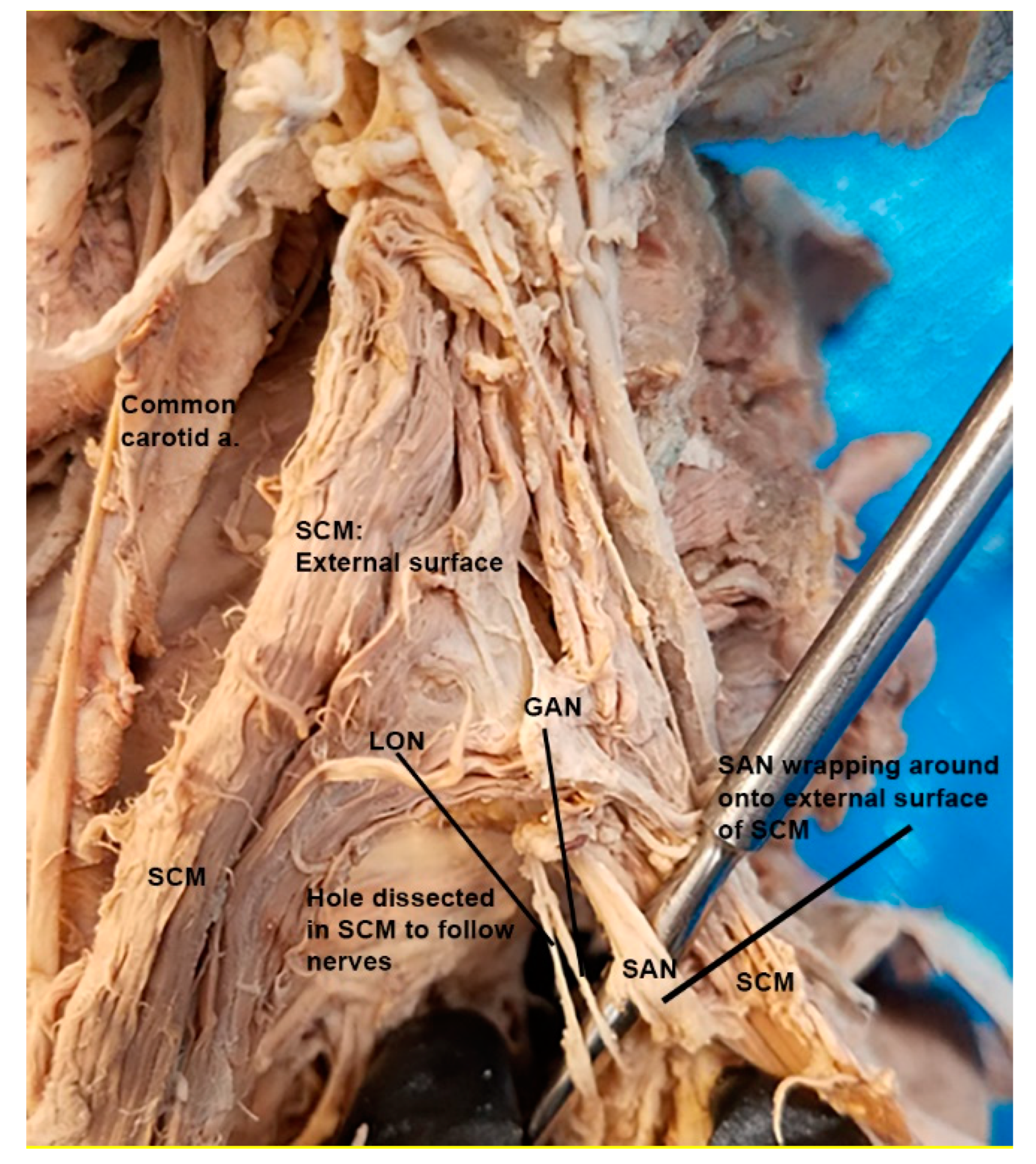 Diagnostics 12 00139 g001