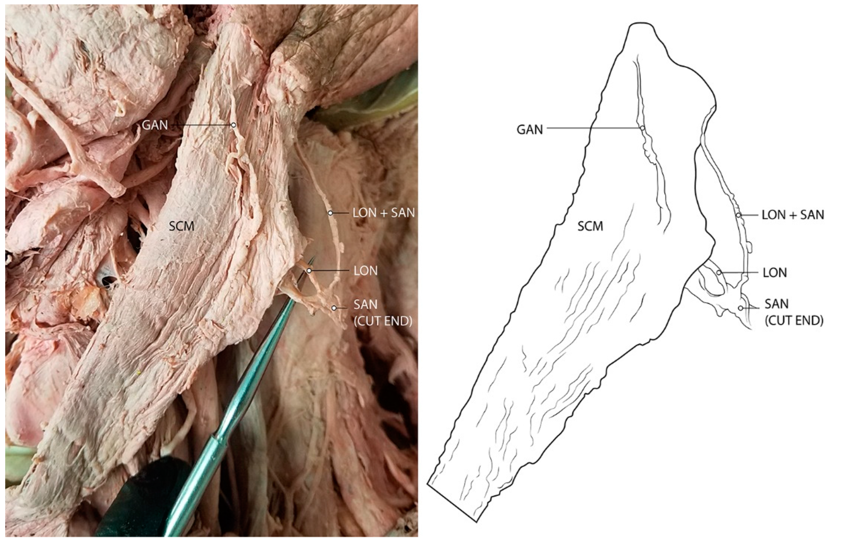 Diagnostics 12 00139 g002