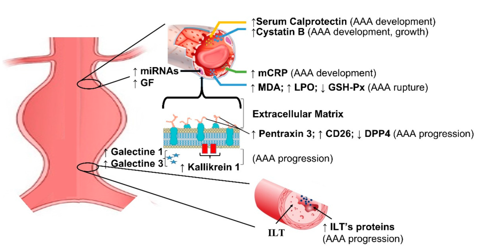 Diagnostics 12 00183 g002 550