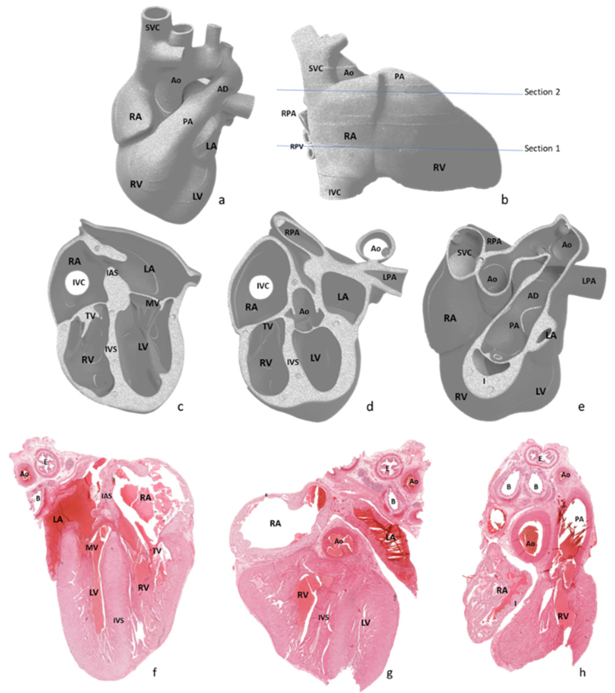 Diagnostics 12 00223 g002