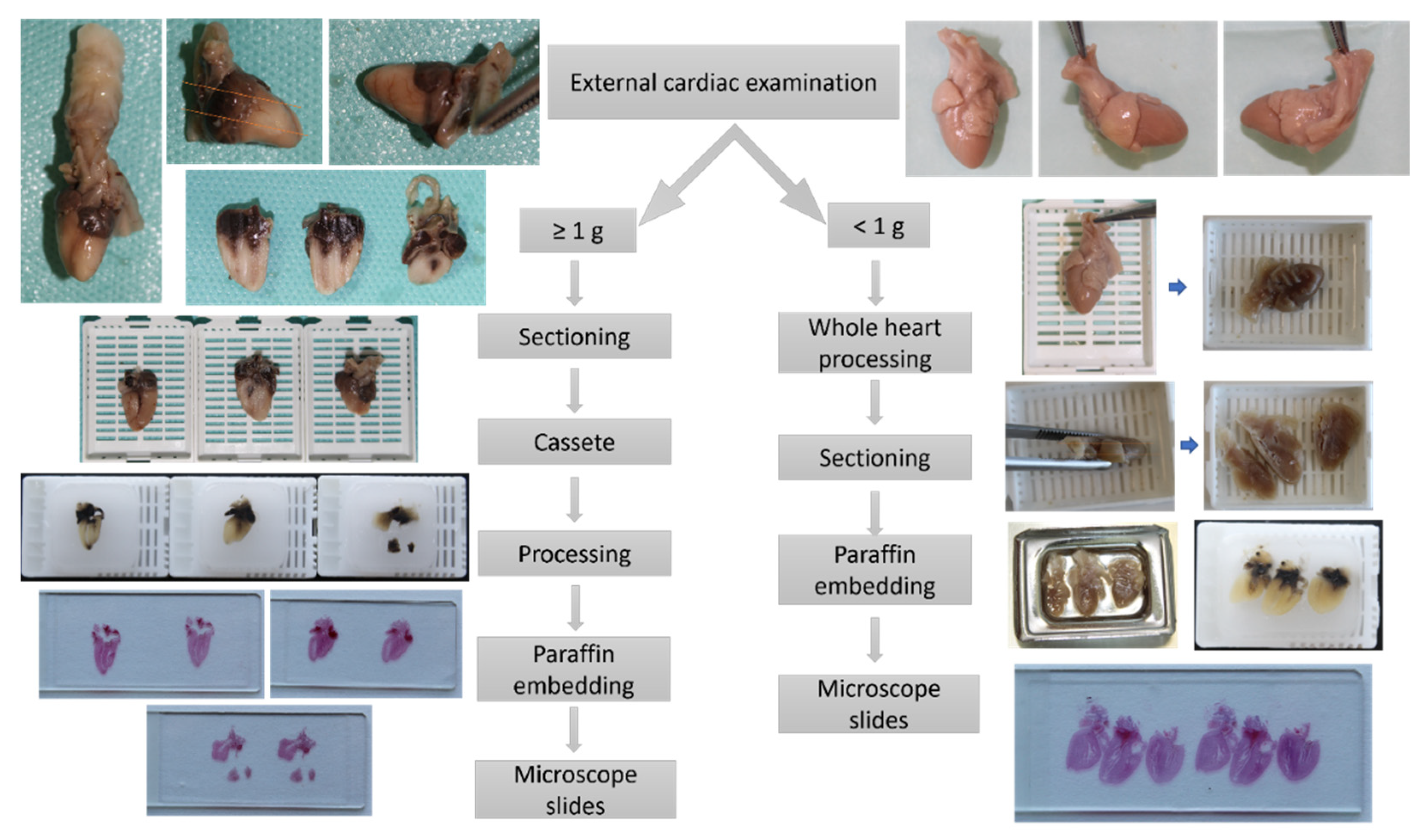 Diagnostics 12 00223 g004