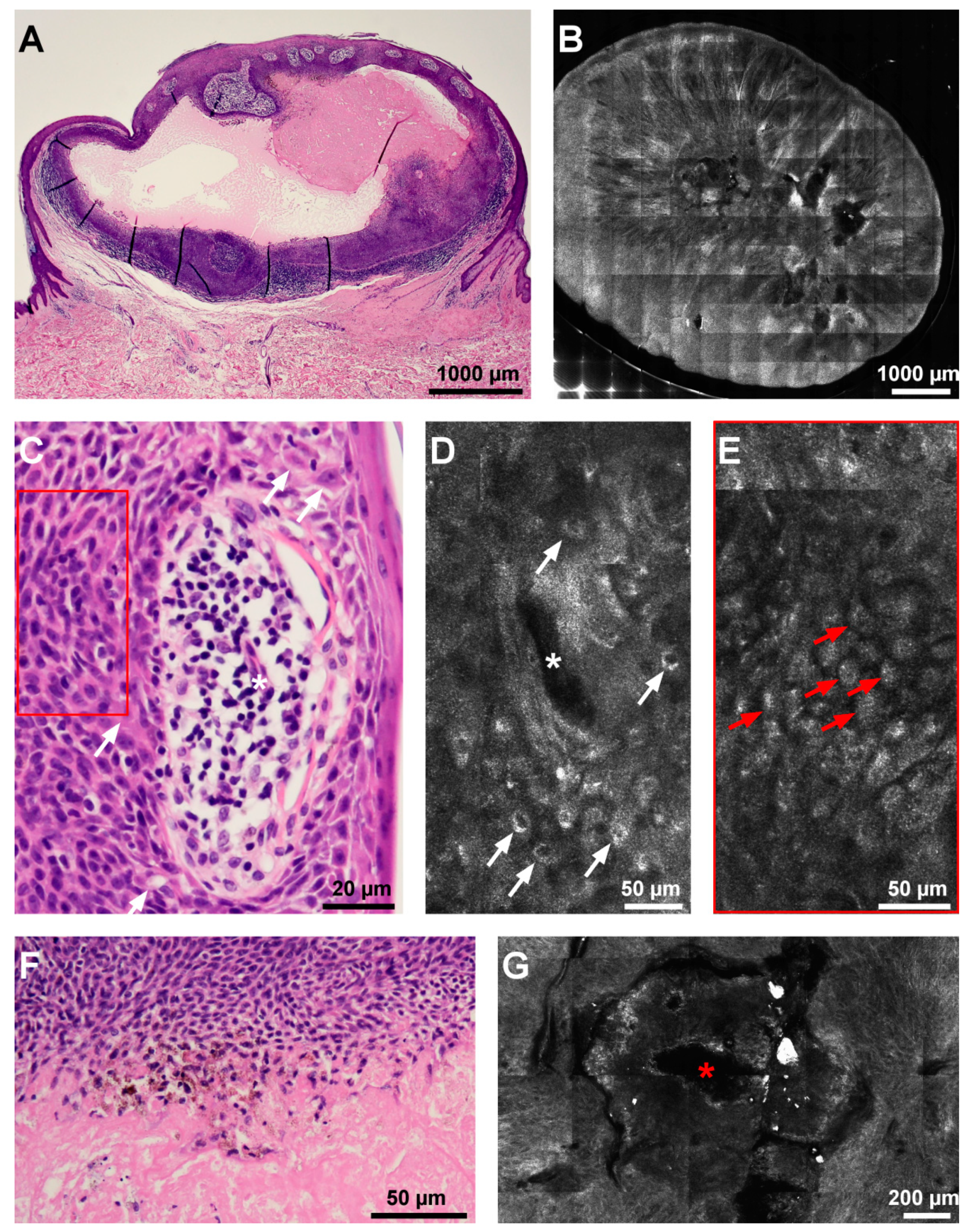 Diagnostics 12 00255 g002 550