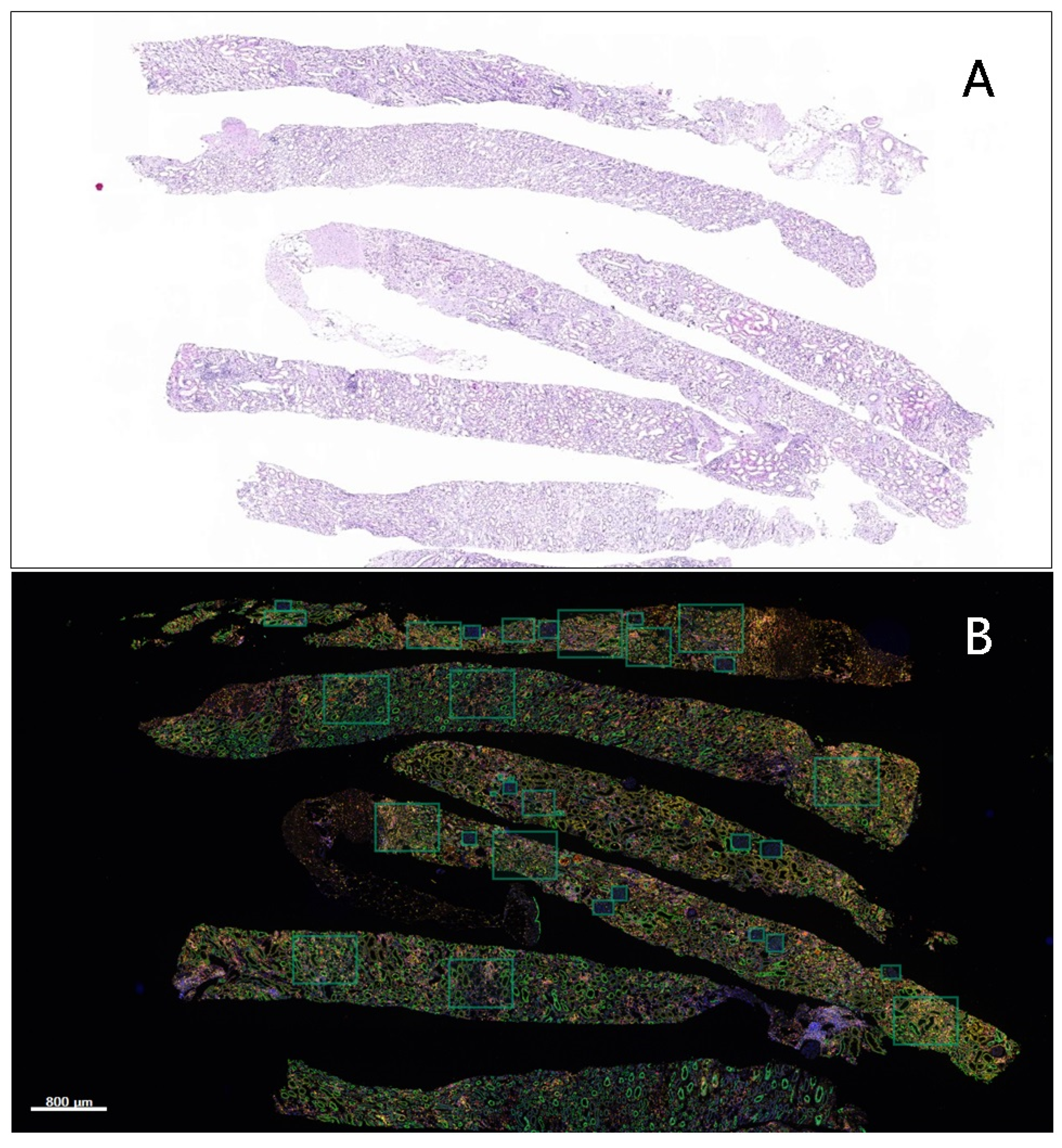 Diagnostics 12 00268 g002 550