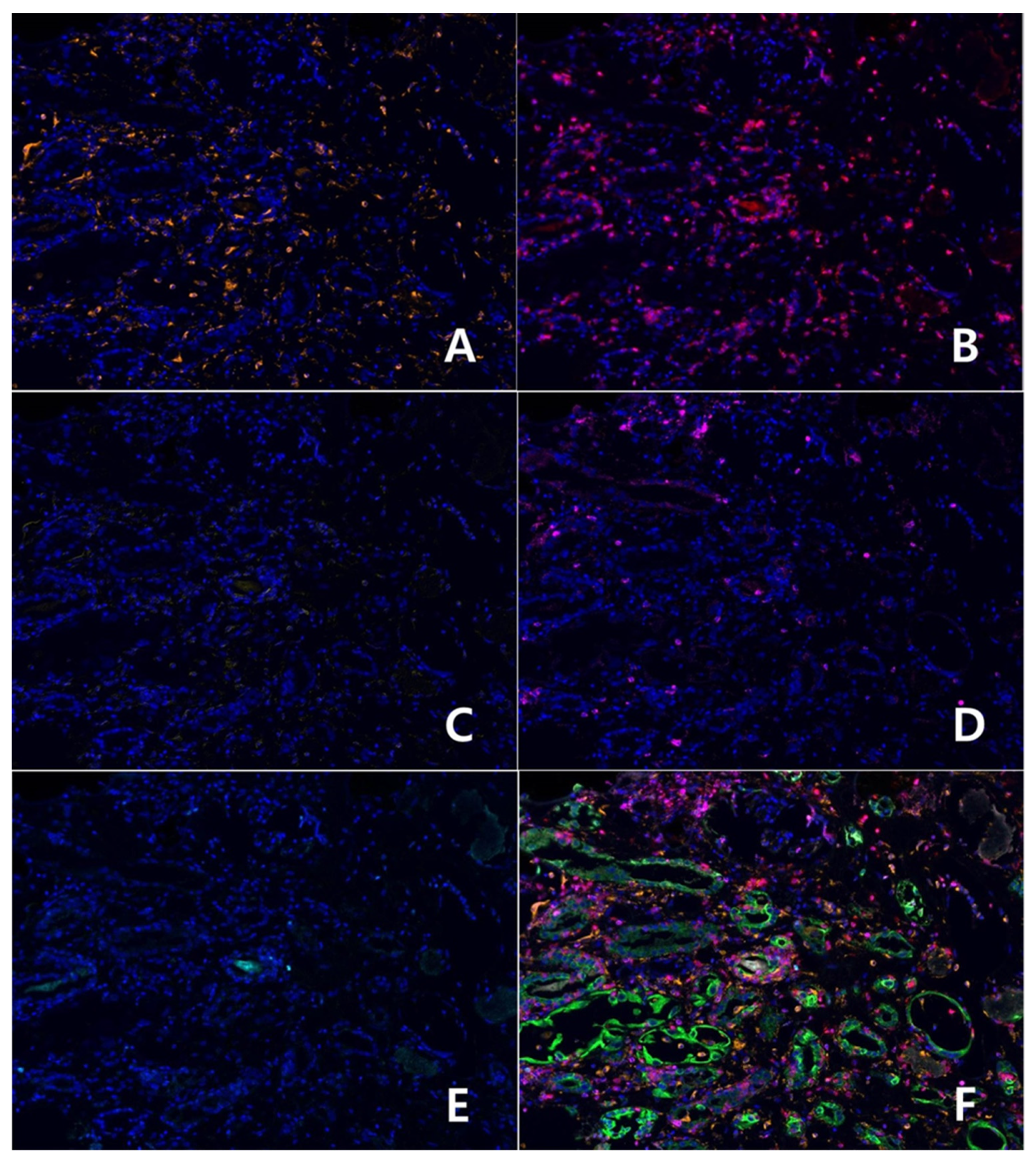 Diagnostics 12 00268 g003 550