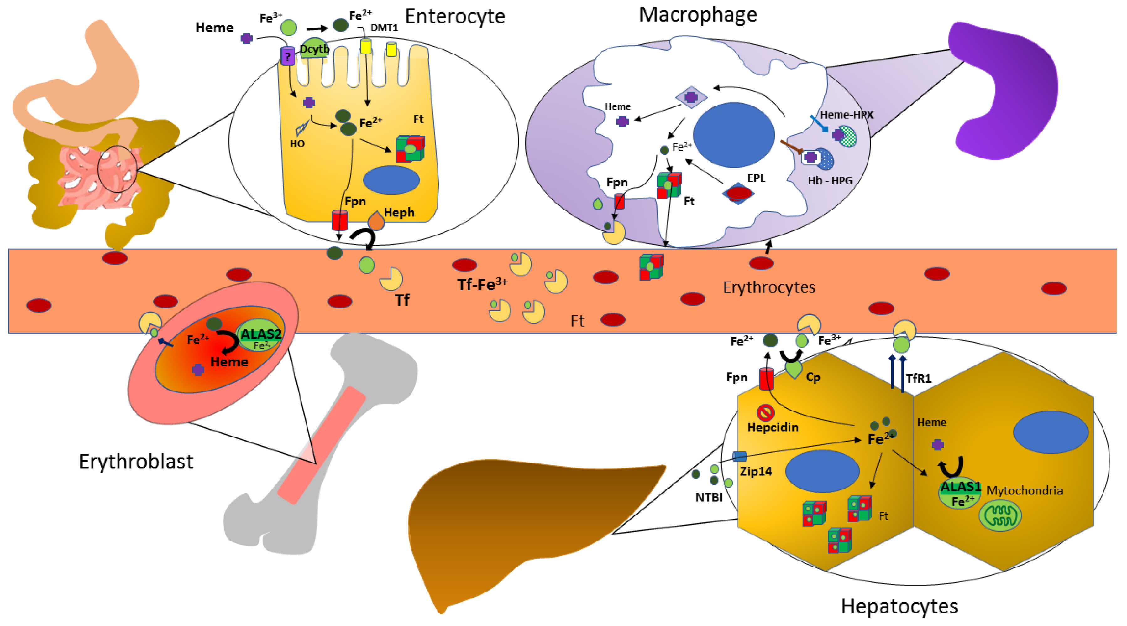 Diagnostics 12 00272 g001 Diagnostics 12 00272 g001