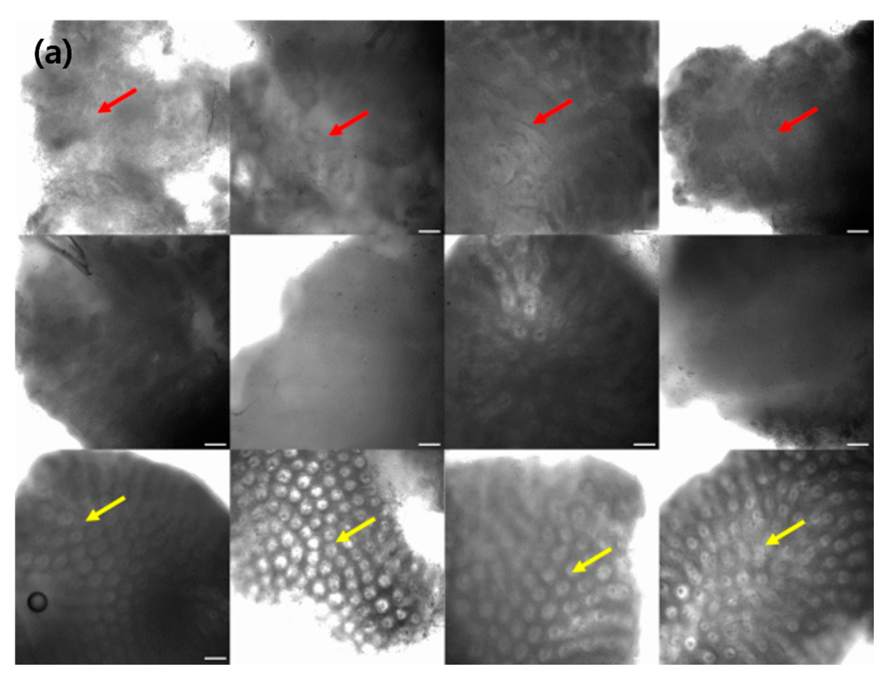 Diagnostics 12 00288 g002a 550
