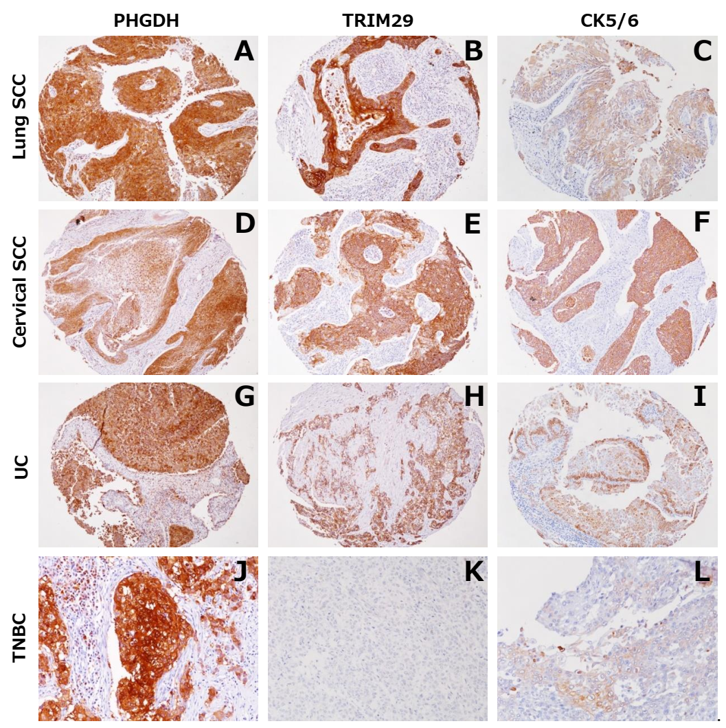 Diagnostics 12 00316 g004