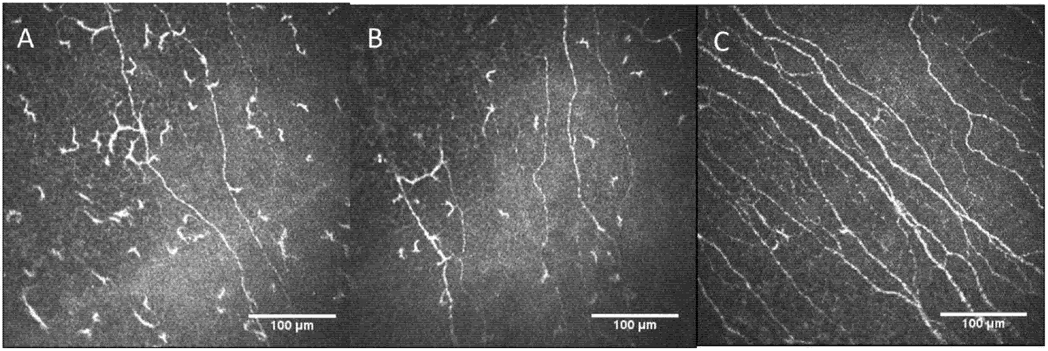 Diagnostics 12 00343 g001 550
