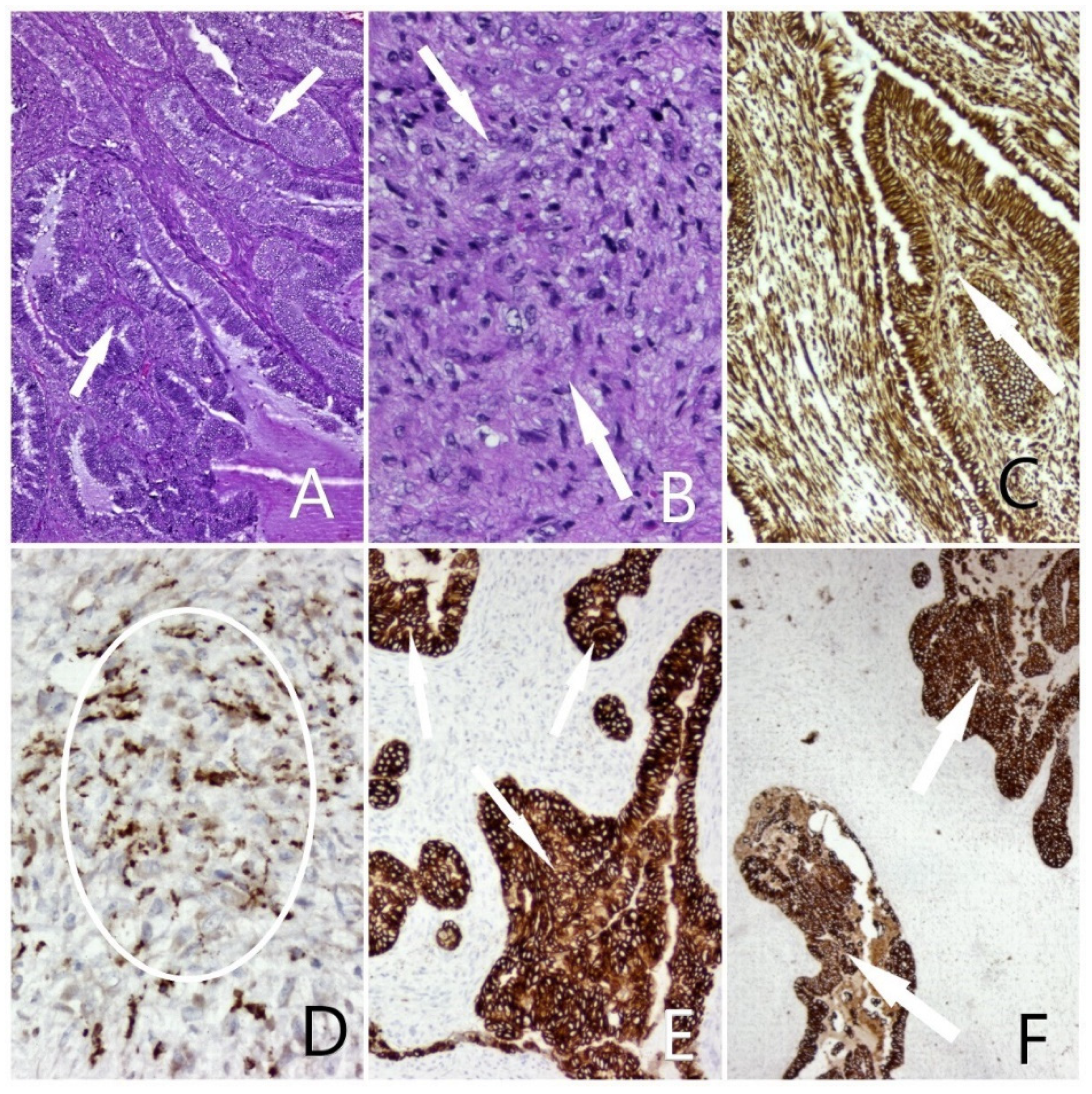 Diagnostics 12 00368 g003 550