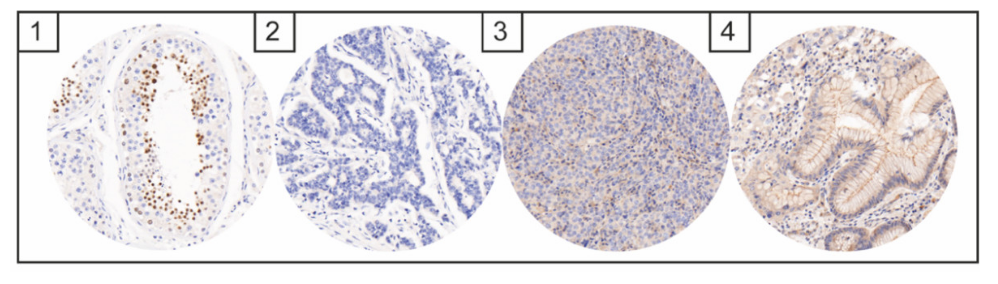 Diagnostics 12 00429 g002 550