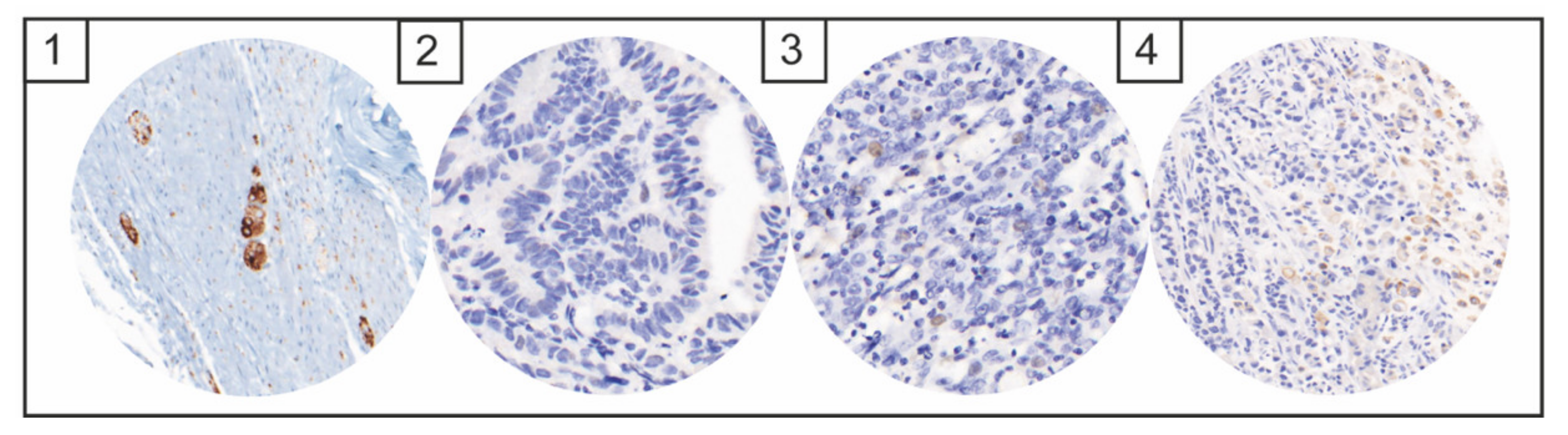 Diagnostics 12 00429 g003 550