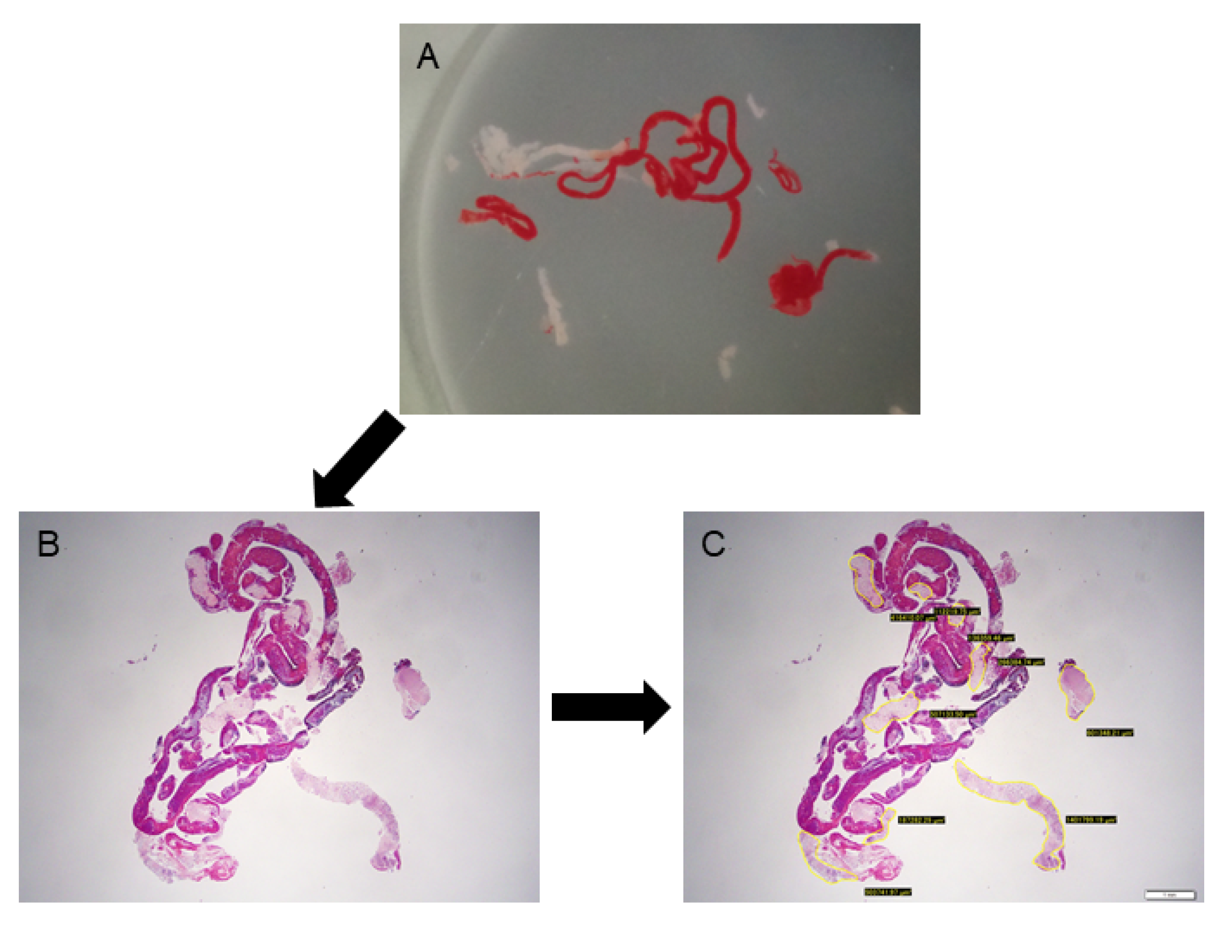 Diagnostics 12 00434 g002 550